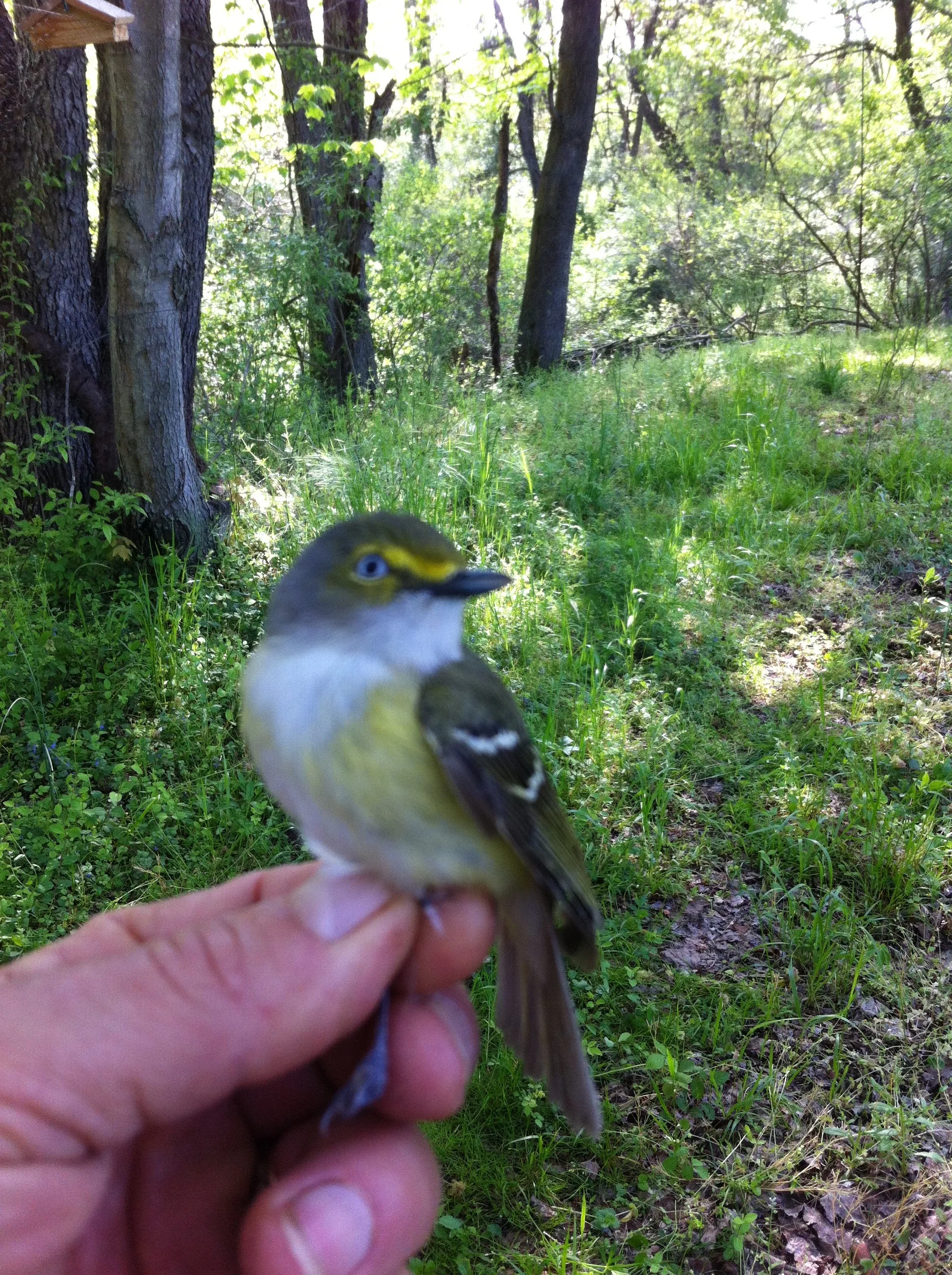 Bird Banding Event — Audubon Society of Central Maryland