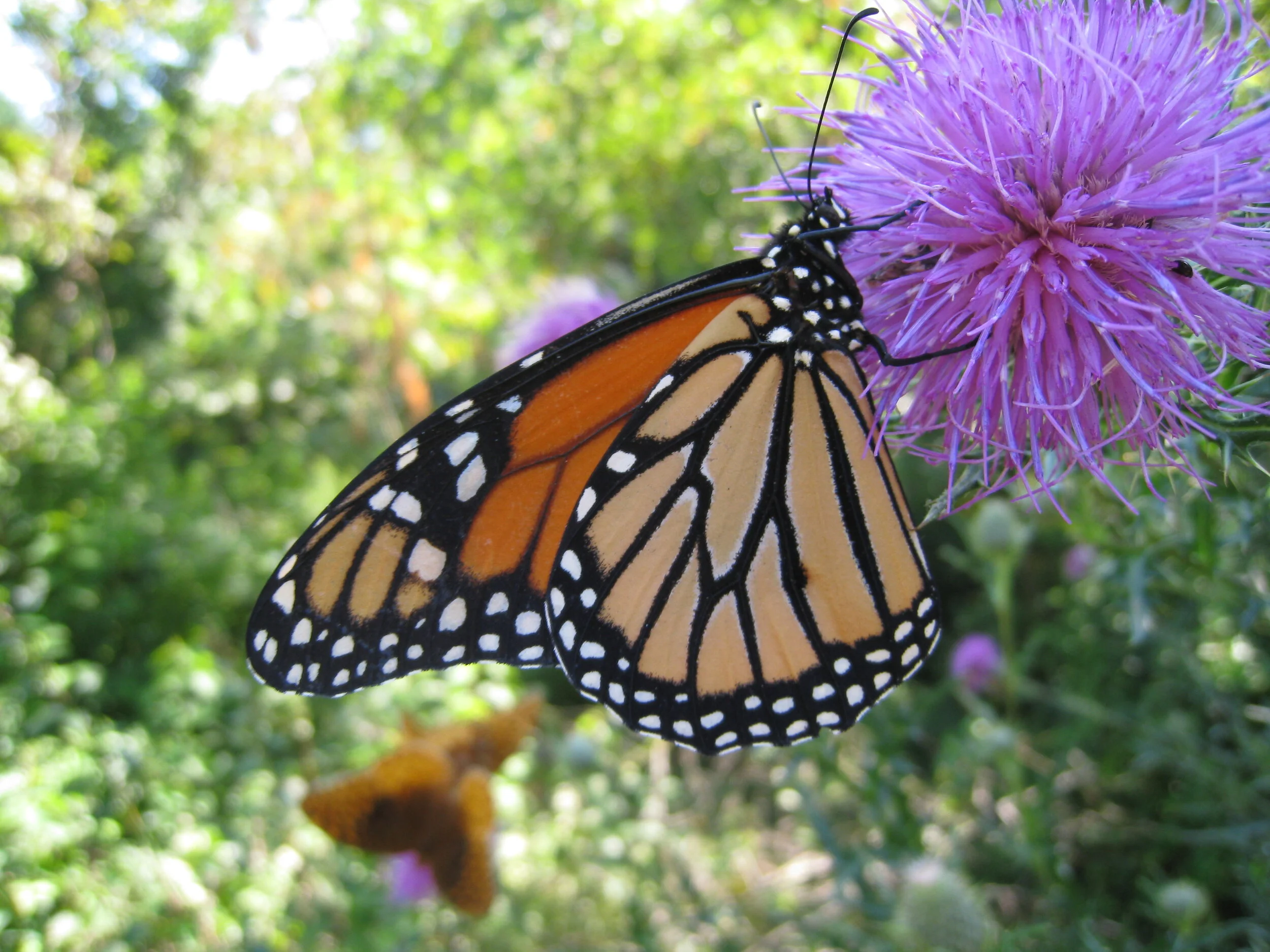 Nature Walk Early Fall Migrants, Butterflies, and Dragonflies