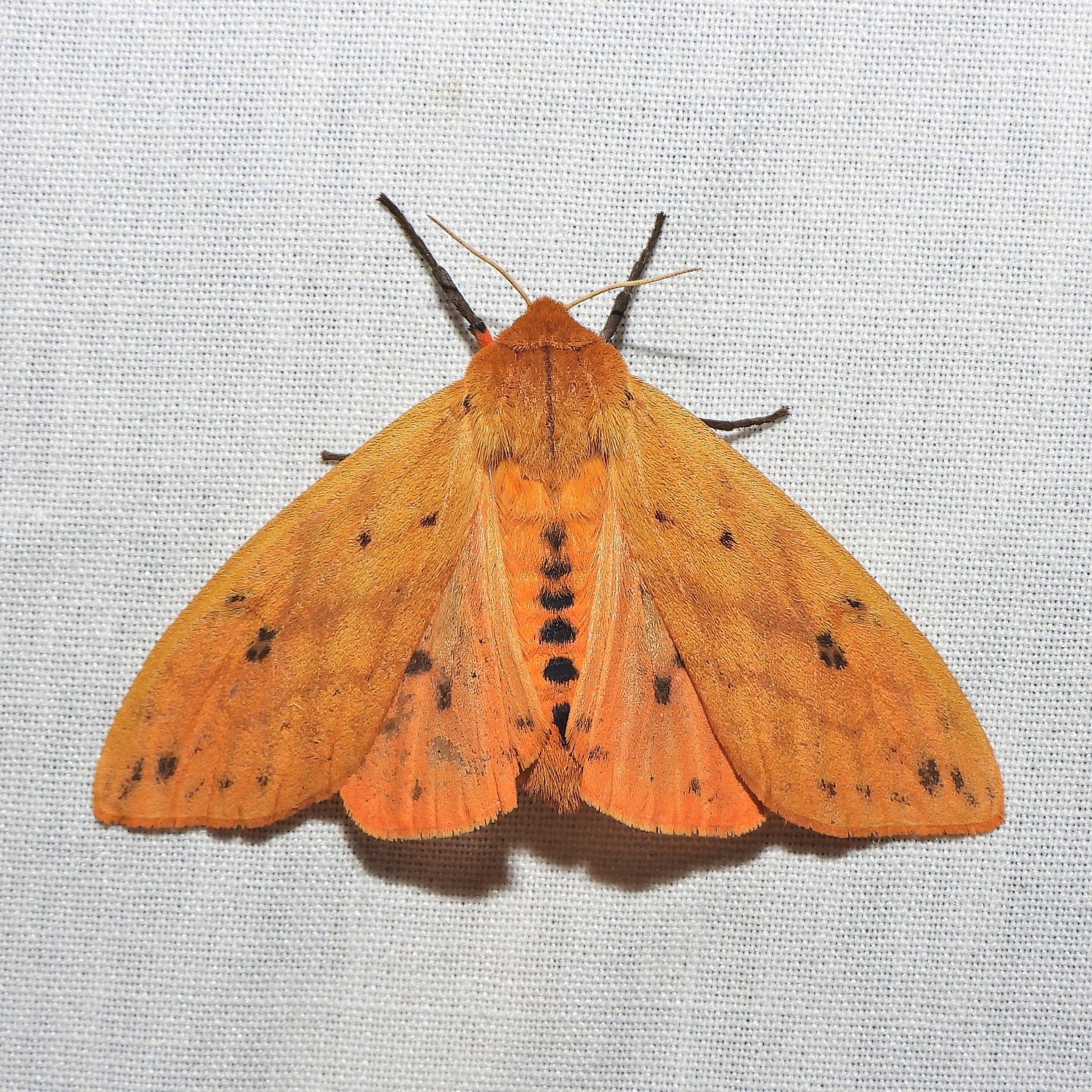 Isabella Tiger Moth.jpg