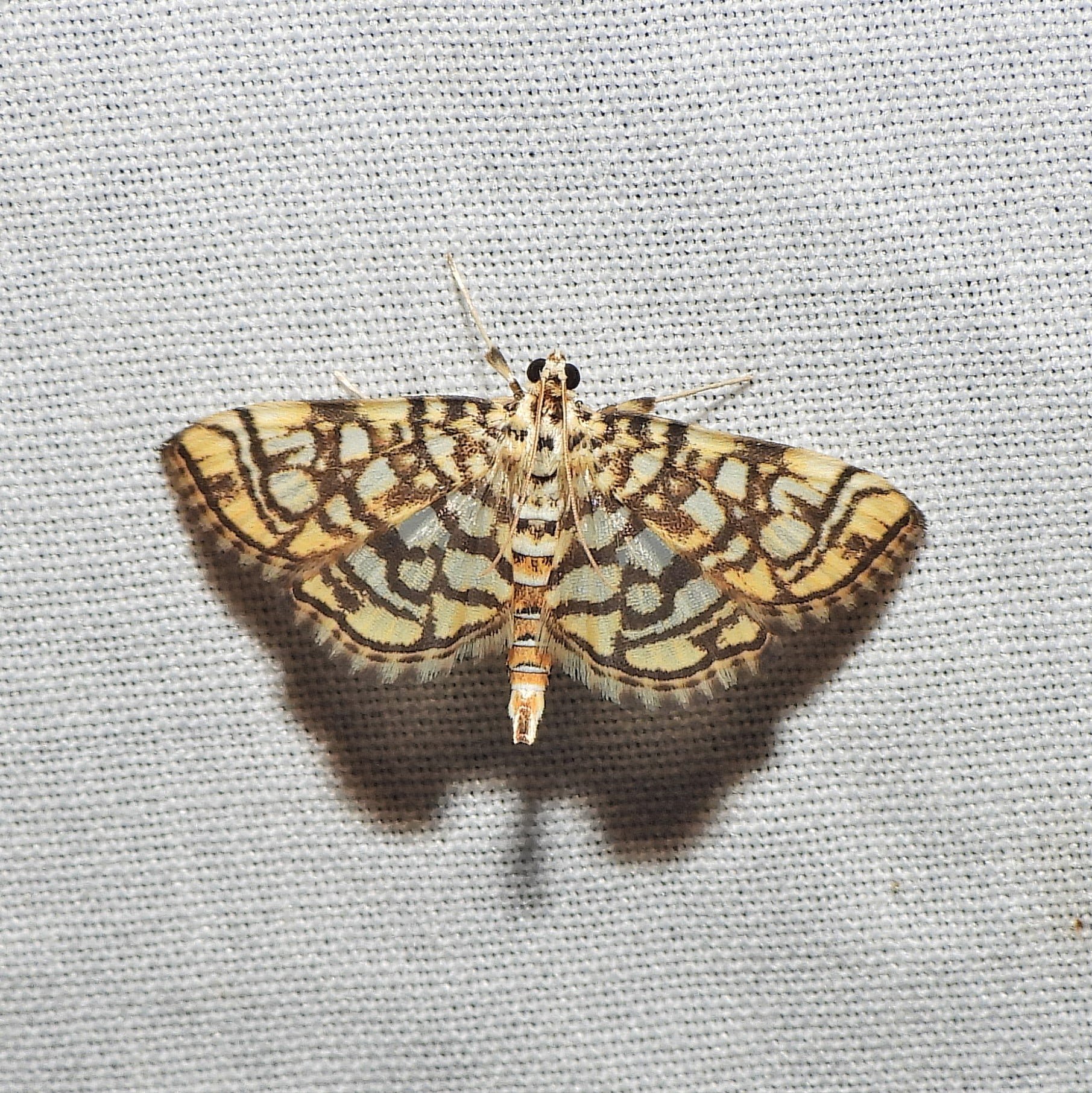 Bog Lygropia Moth.jpg