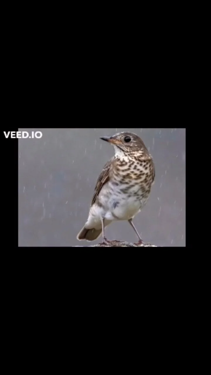 Audubon Society of Central Maryland