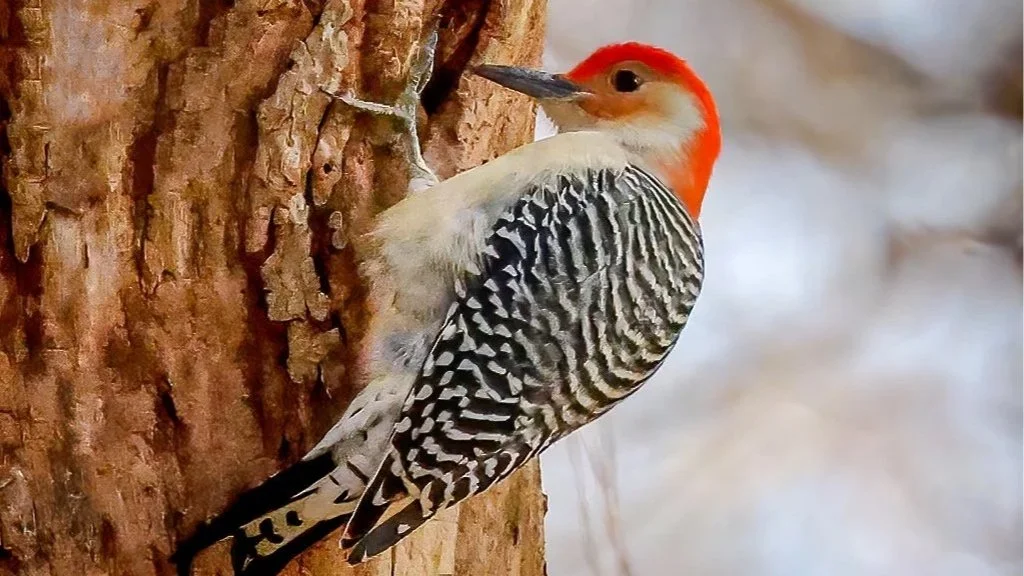 January Nature Outing: Audrey Carroll