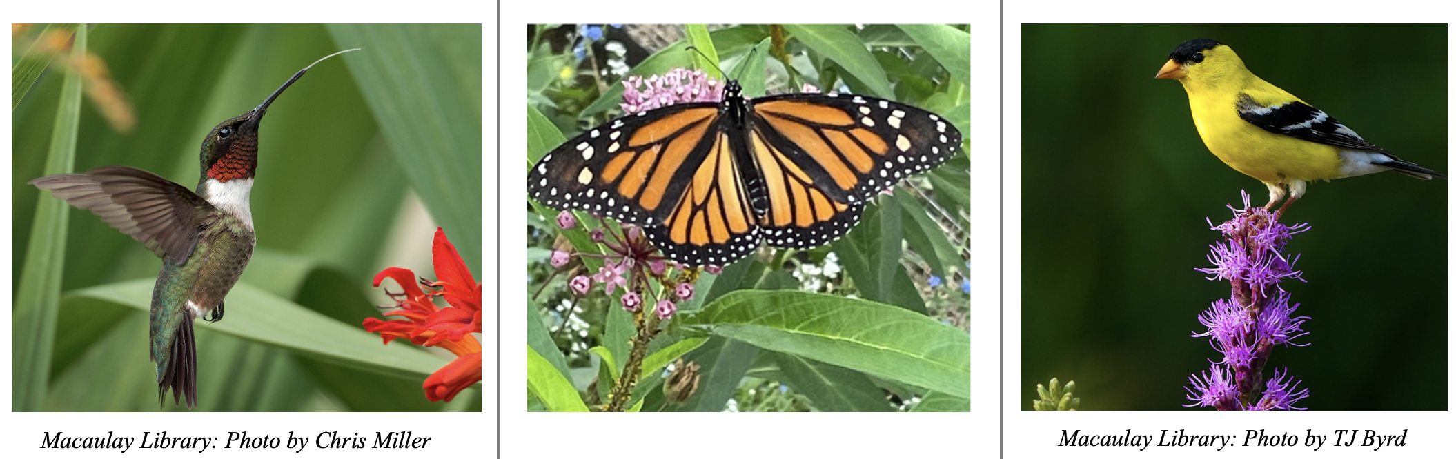 Spring Native Plant Sale!