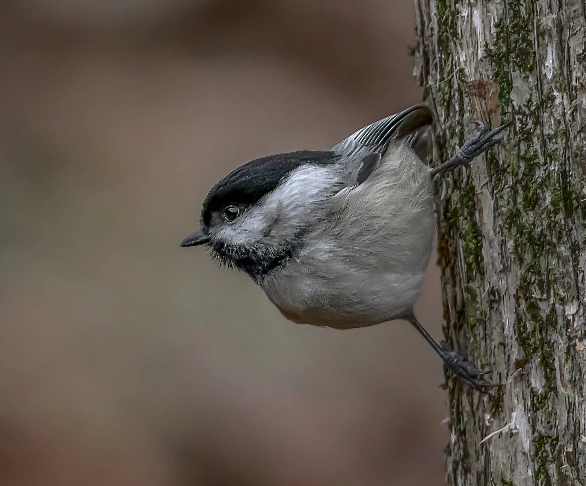 November Nature Walk: Audrey Carroll!