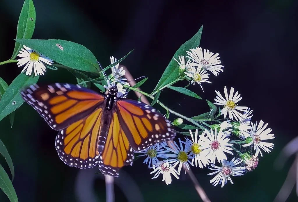 Monarch Tagging & Butterfly Walk at Audrey Carroll