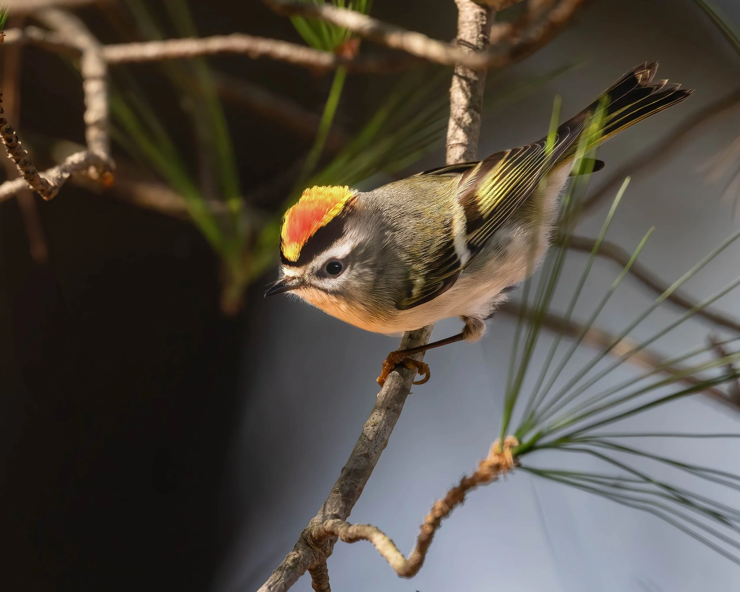 Golden Crowned Kinglet BS.jpg