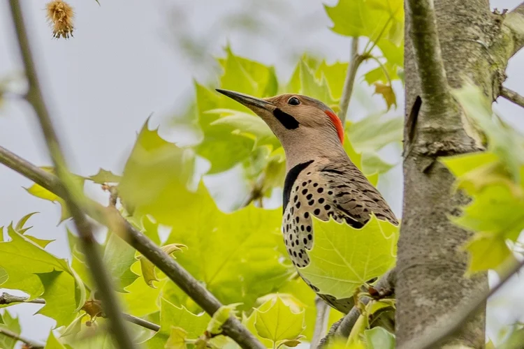 fred-archibald-sanctuary-audubon-society-of-central-maryland