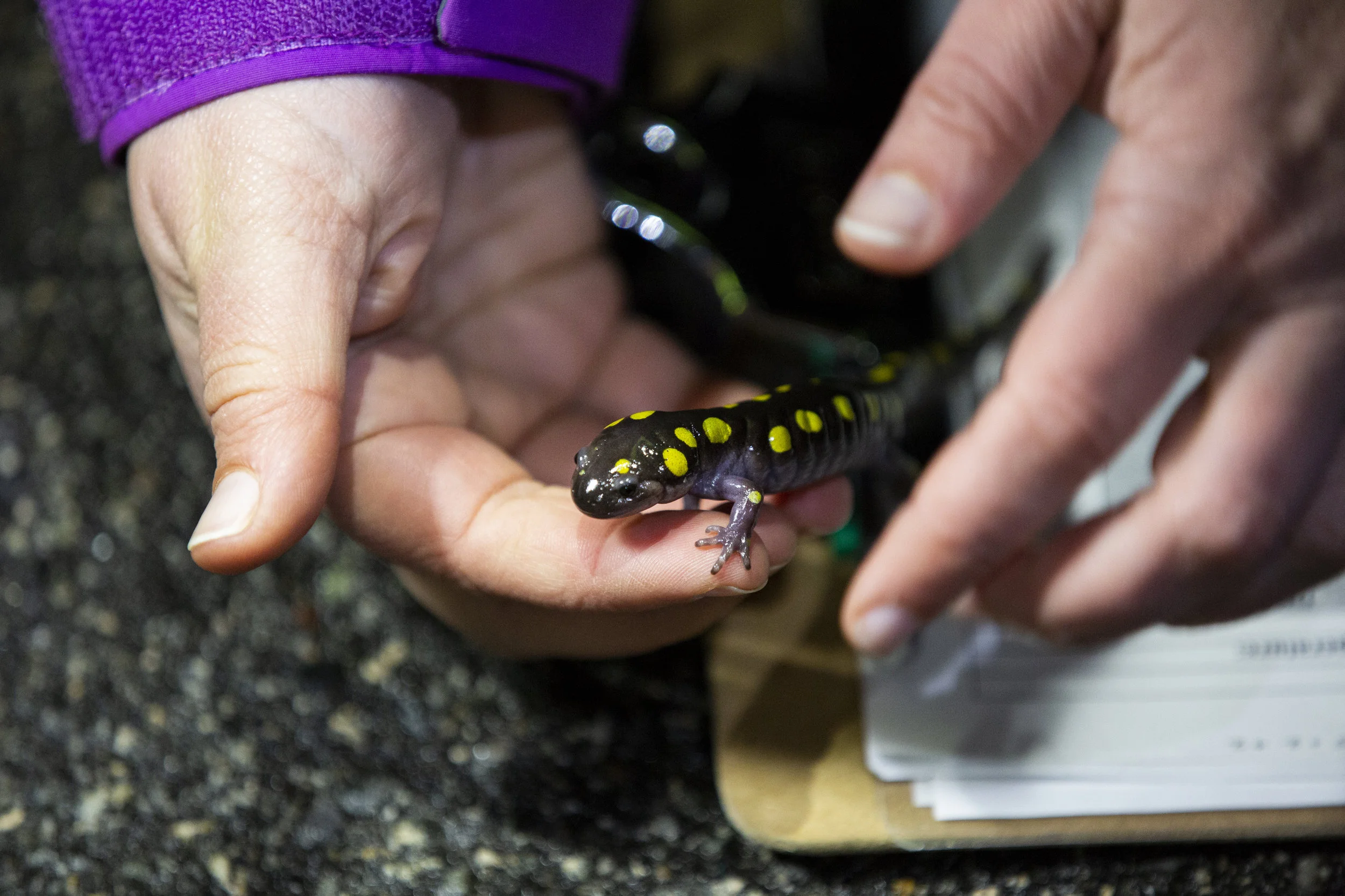 frog05.JPG