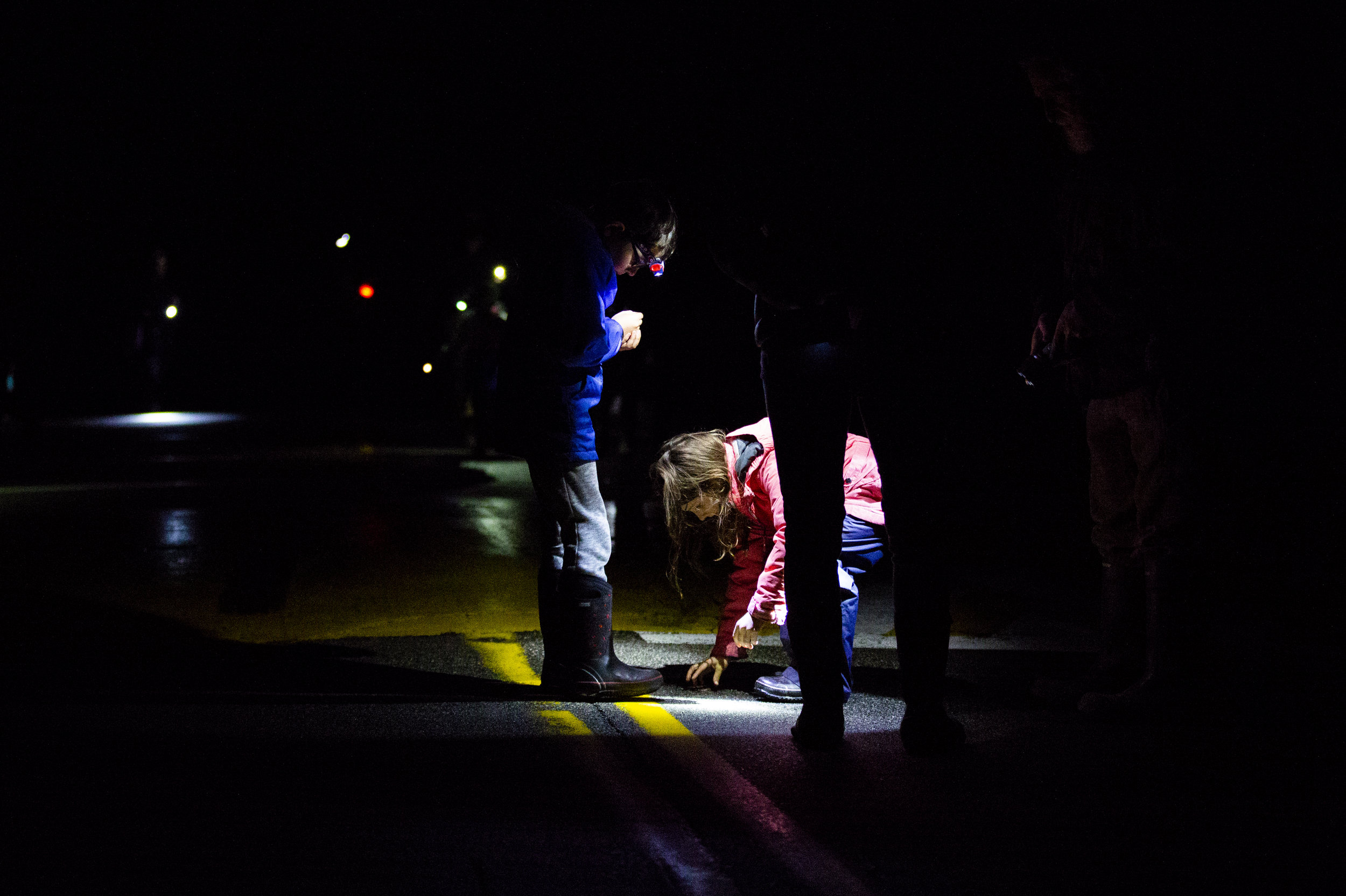  Keene, NH - Salamander Crossing Brigade Volunteers, including Declan Read, (left), 8, come out on warm, rainy nights to help frogs and salamanders to cross the road during the annual springtime amphibian migration. (Anna Miller/Animalia Podcast) 