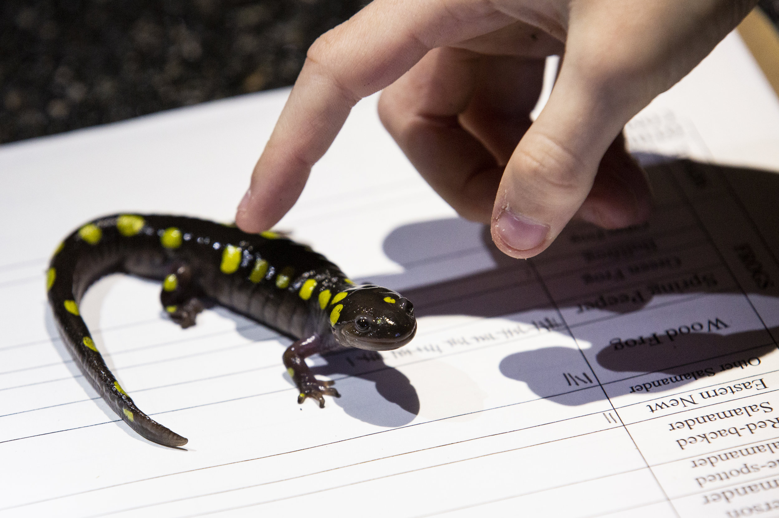  A spotted salamander is transported to a volunteer’s clipboard, where it will be photographed and then quickly released back to the woods. Spotted salamanders have two distinct rows of yellow dots that are as unique and individualistic as a human’s 