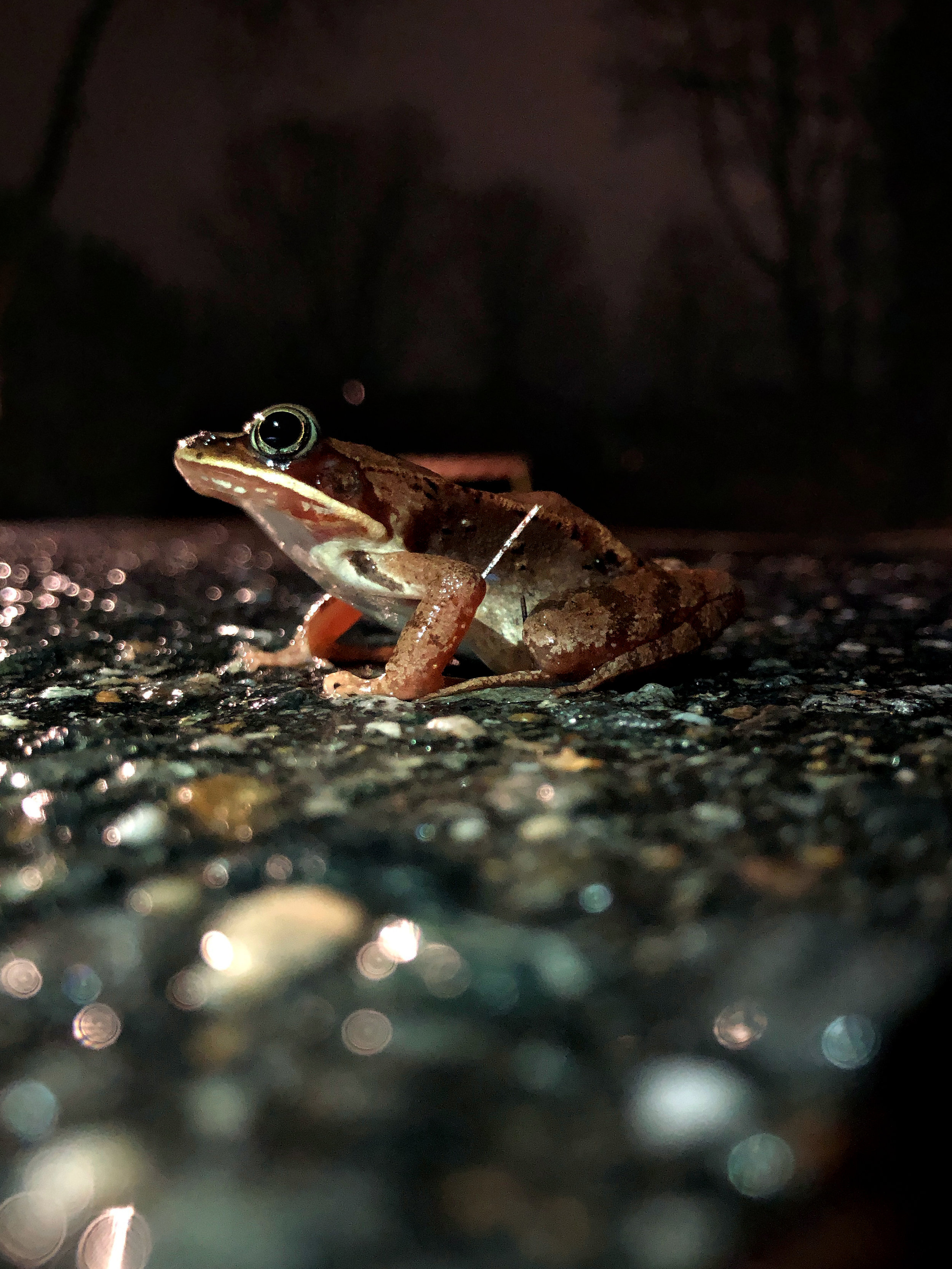  A volunteer's flashlight lights up a migratory wood frog. (Anna Miller/Animalia Podcast) 