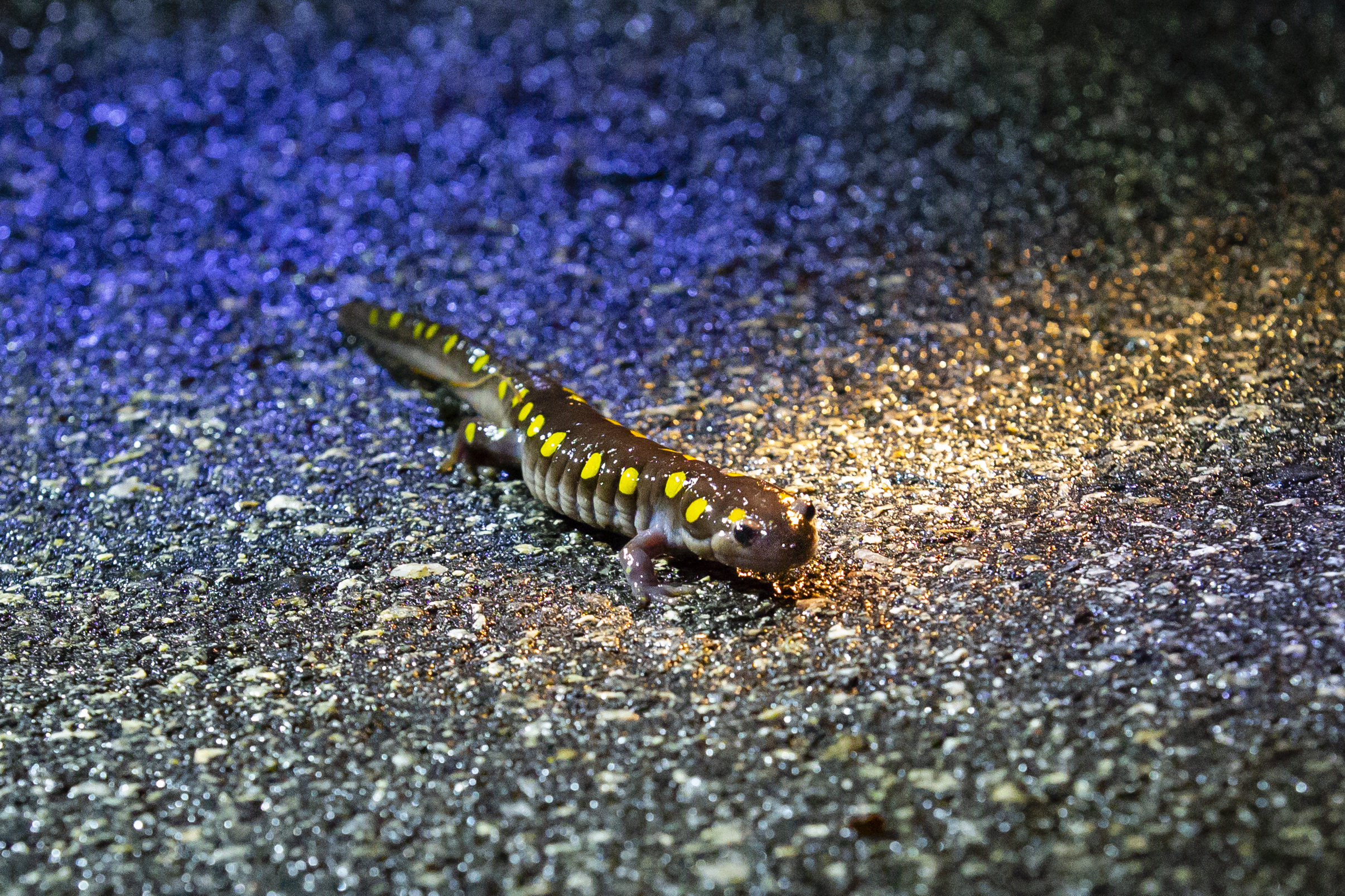  A spotted salamander crosses the road to get to a wetland to breed. Spotted salamanders practice site affinity, and return year-after-year to the same breeding sites. (Anna Miller/Animalia Podcast) 