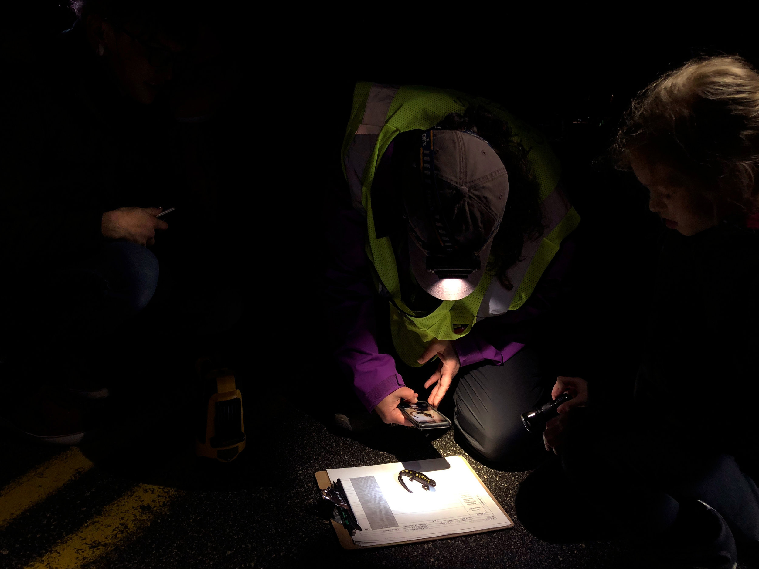  Brett Thelen, Science Director of the Harris Center for Conservation Education, photographs a spotted salamander on her phone. These photographs will be added to a photo database that allows volunteers to identify individuals and keep track of the a