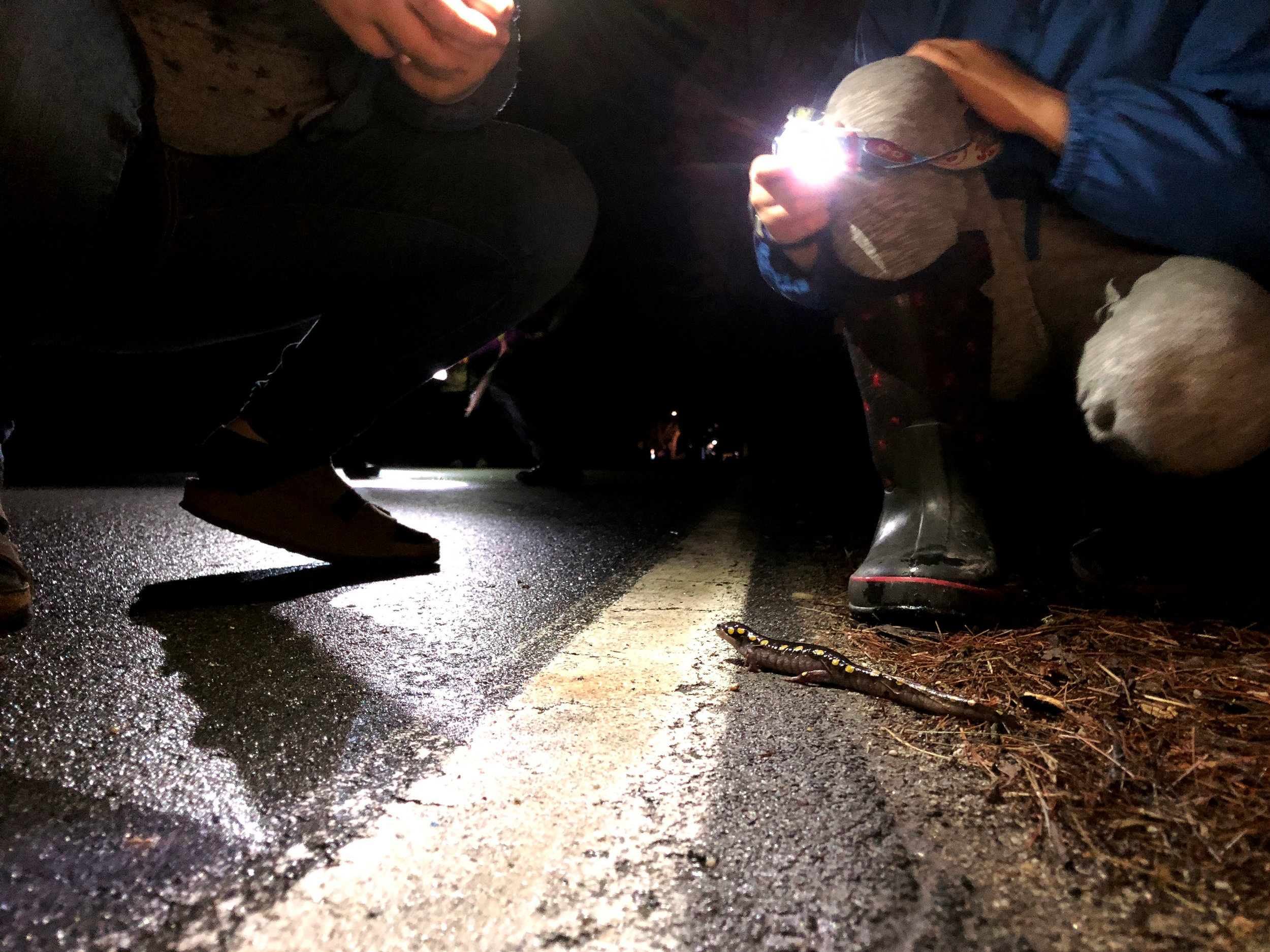  A spotted salamander is spotted by Salamander Crossing Brigade volunteers and safely transported across the road. Adult spotted salamanders range from six to eight inches long, and are usually gray or black in color with bright yellow dots. (Anna Mi