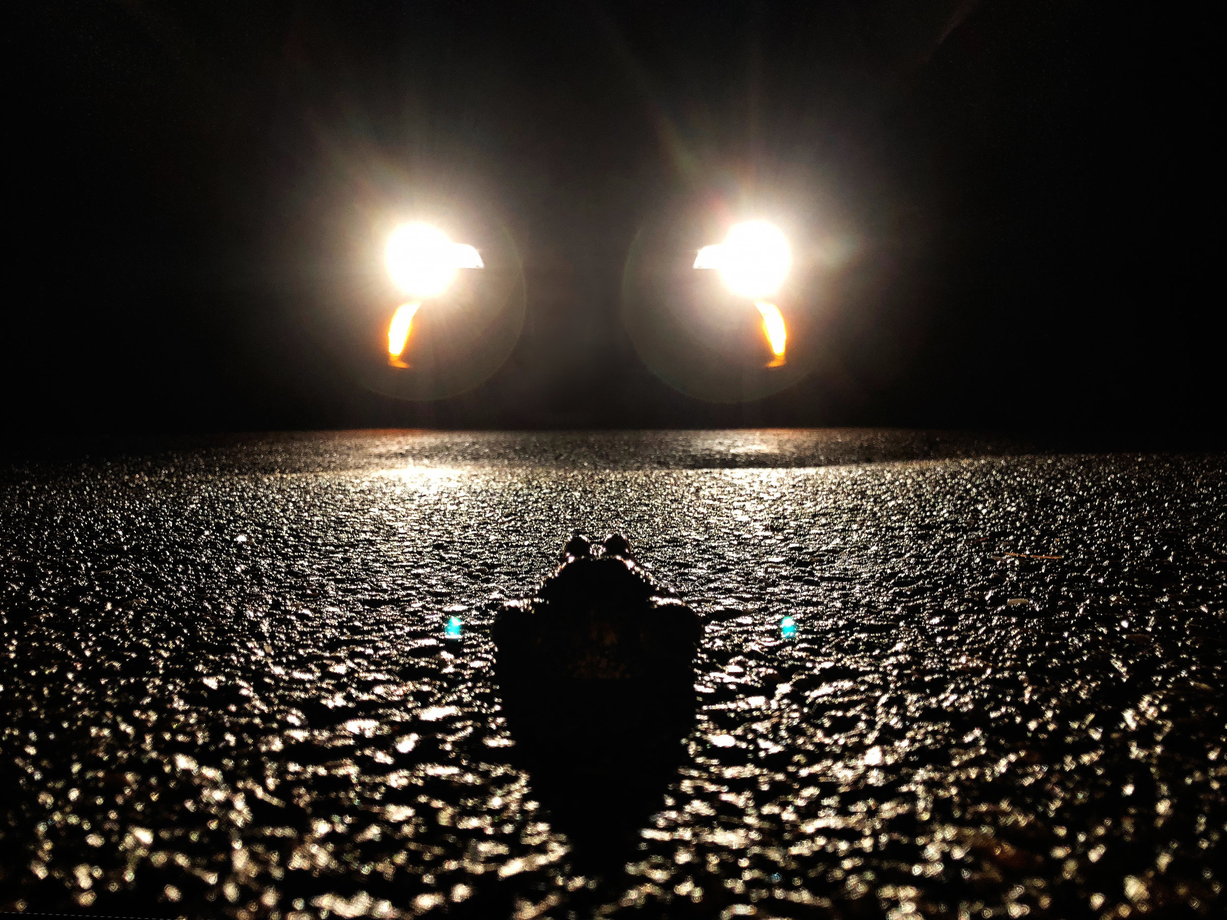  A frog looks into the headlights of an oncoming car. (The frog survived.) (Anna Miller/Animalia Podcast) 