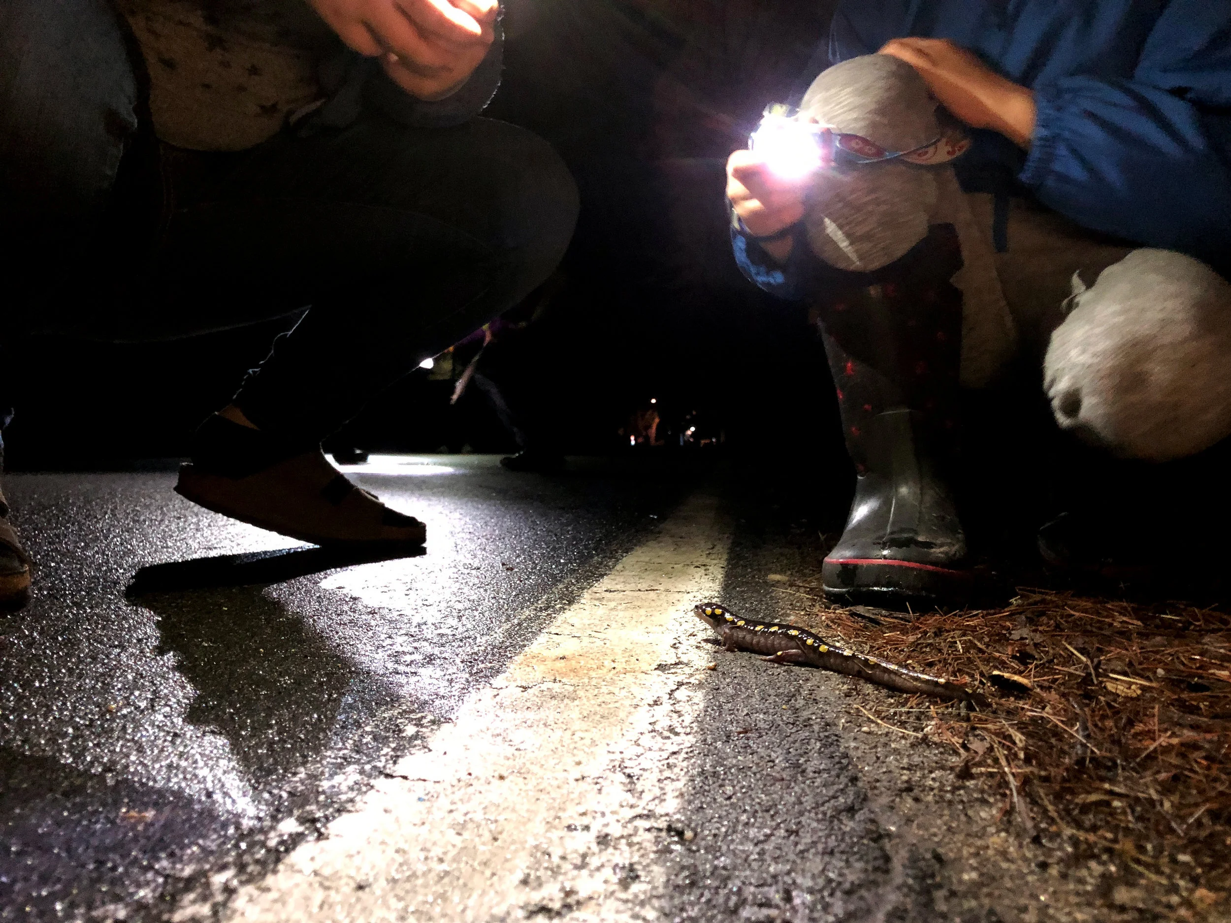 frog07.JPG