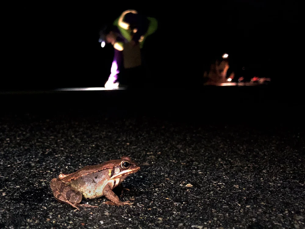 A wood frog crosses the road, moving out of the breeding wetlands and back to the forest during a warm, rainy night in Keene, NH. (Anna Miller/Animalia Podcast)