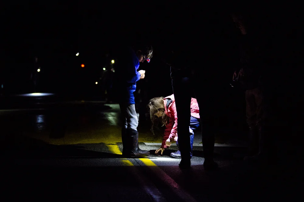 Keene, NH - Salamander Crossing Brigade Volunteers, including Declan Read, (left), 8, come out on warm, rainy nights to help frogs and salamanders to cross the road during the annual springtime amphibian migration. (Anna Miller/Animalia Podcast)