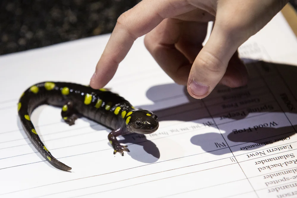 A spotted salamander is transported to a volunteer’s clipboard, where it will be photographed and then quickly released back to the woods. Spotted salamanders have two distinct rows of yellow dots that are as unique and individualistic as a human’s