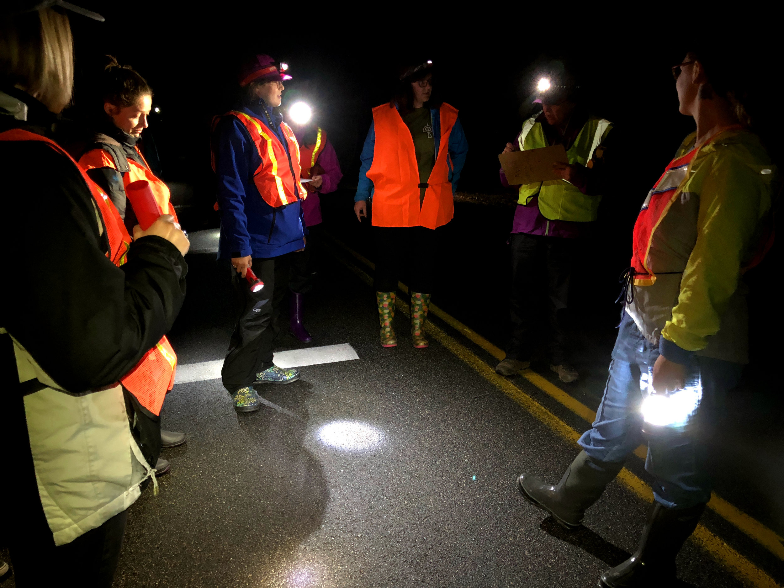  Salamander Crossing Brigade volunteers coordinate with Brett Thelen (second from right), Science Director of the Harris Center for Conservation Education, on a side-road in Keene, NH. (Anna Miller/Animalia Podcast) 