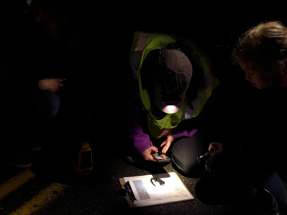 Brett Thelen, Science Director of the Harris Center for Conservation Education, photographs a spotted salamander on her phone. These photographs will be added to a photo database that allows volunteers to identify individuals and keep track of the a