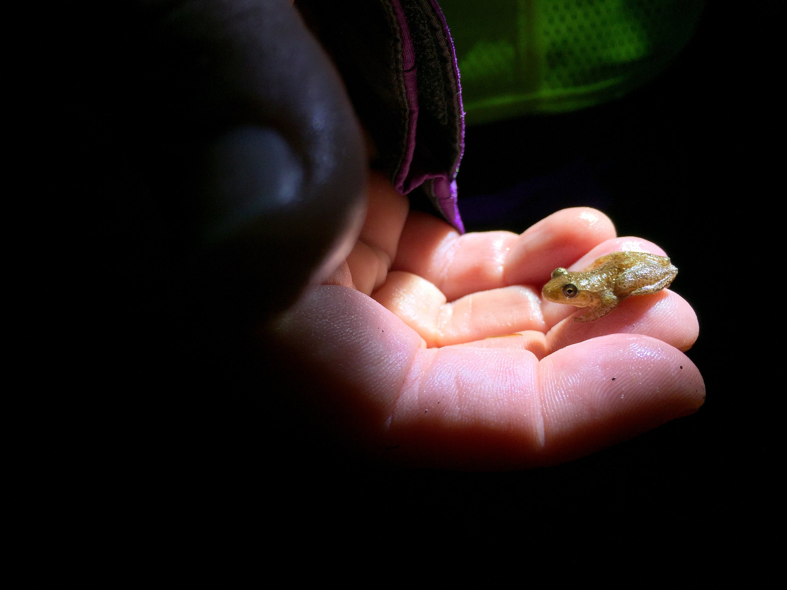  A spring peeper is scooped up by a volunteer and safely transported across the road. Although tiny, these chorus frogs are known for their loud chirping vocals on spring nights. (Anna Miller/Animalia Podcast) 