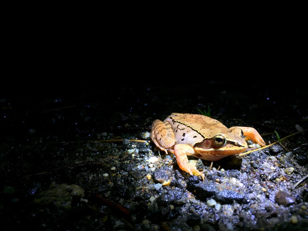 A wood frog is revealed in the beam of a volunteer's flashlight as he/she leaves the safety of the wetland and attempts to cross the road. (Anna Miller/Animalia Podcast)