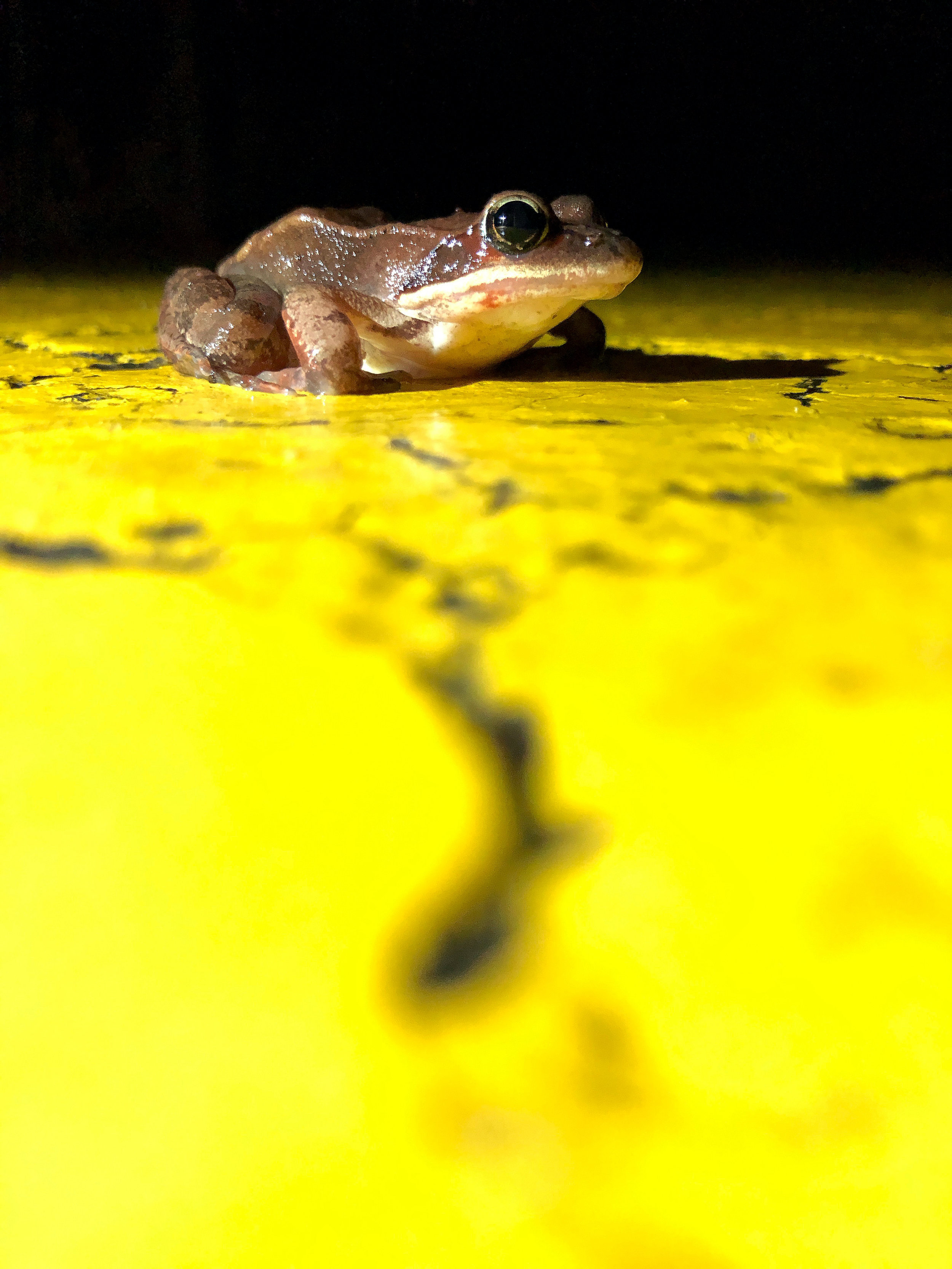  A wood frog pauses on the double yellow line before migrating back to the woods during a warm, spring night. (Anna Miller/Animalia Podcast) 