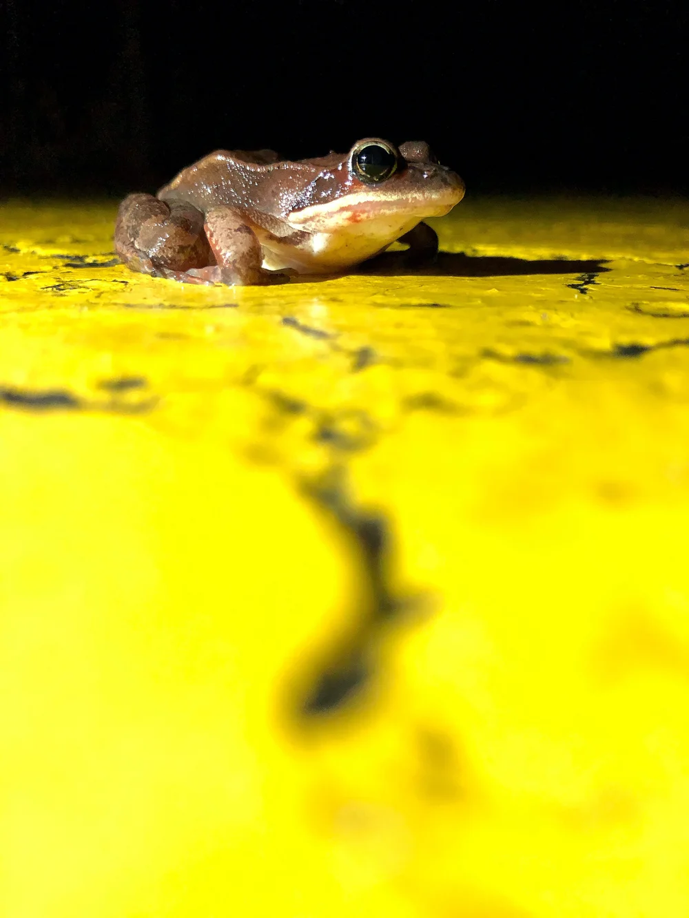A wood frog pauses on the double yellow line before migrating back to the woods during a warm, spring night. (Anna Miller/Animalia Podcast)