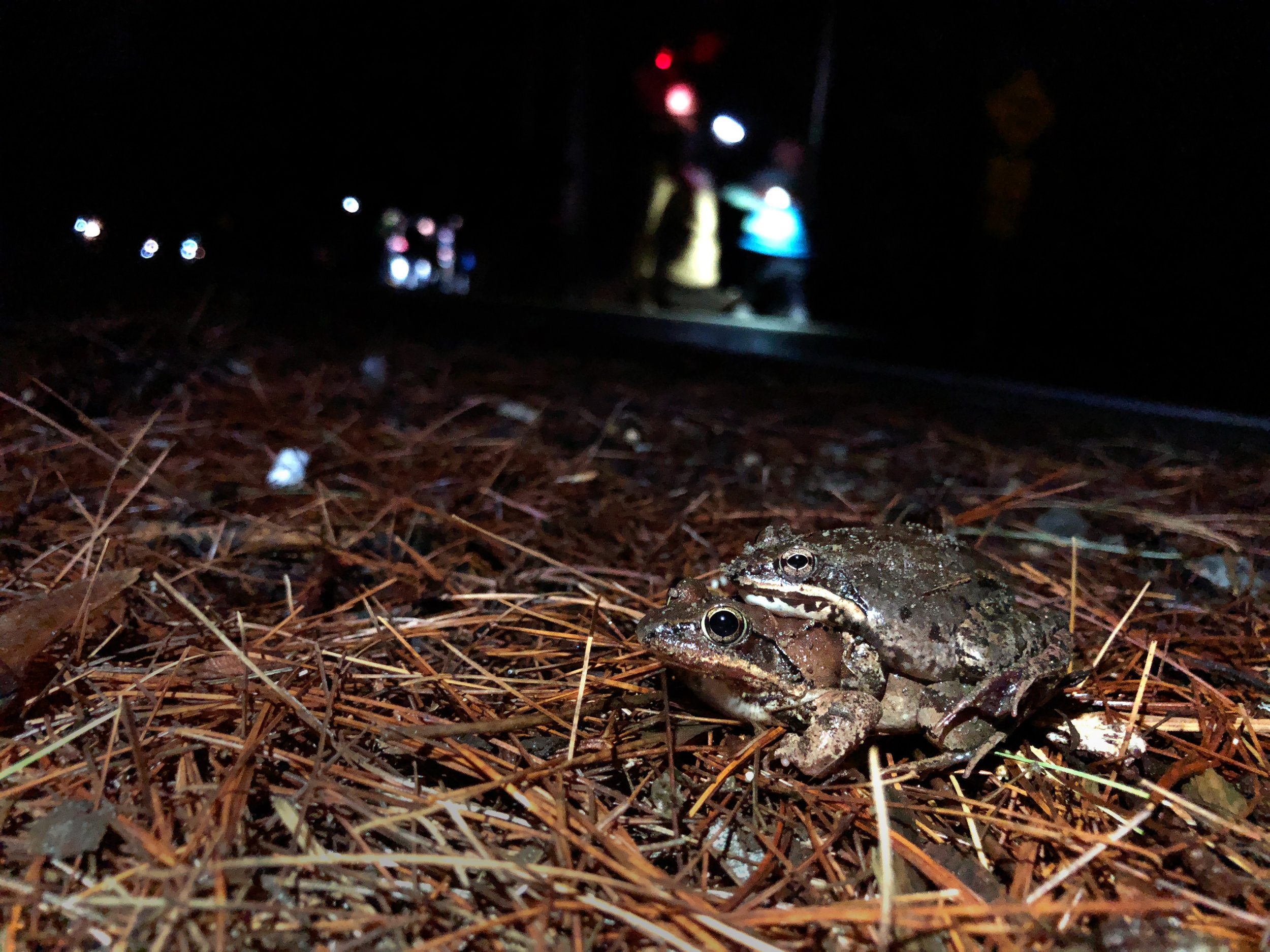  Spring is in the air! Two frogs mate on the side of the road during a rainy night during the amphibian migration season. (Anna Miller/Animalia Podcast) 