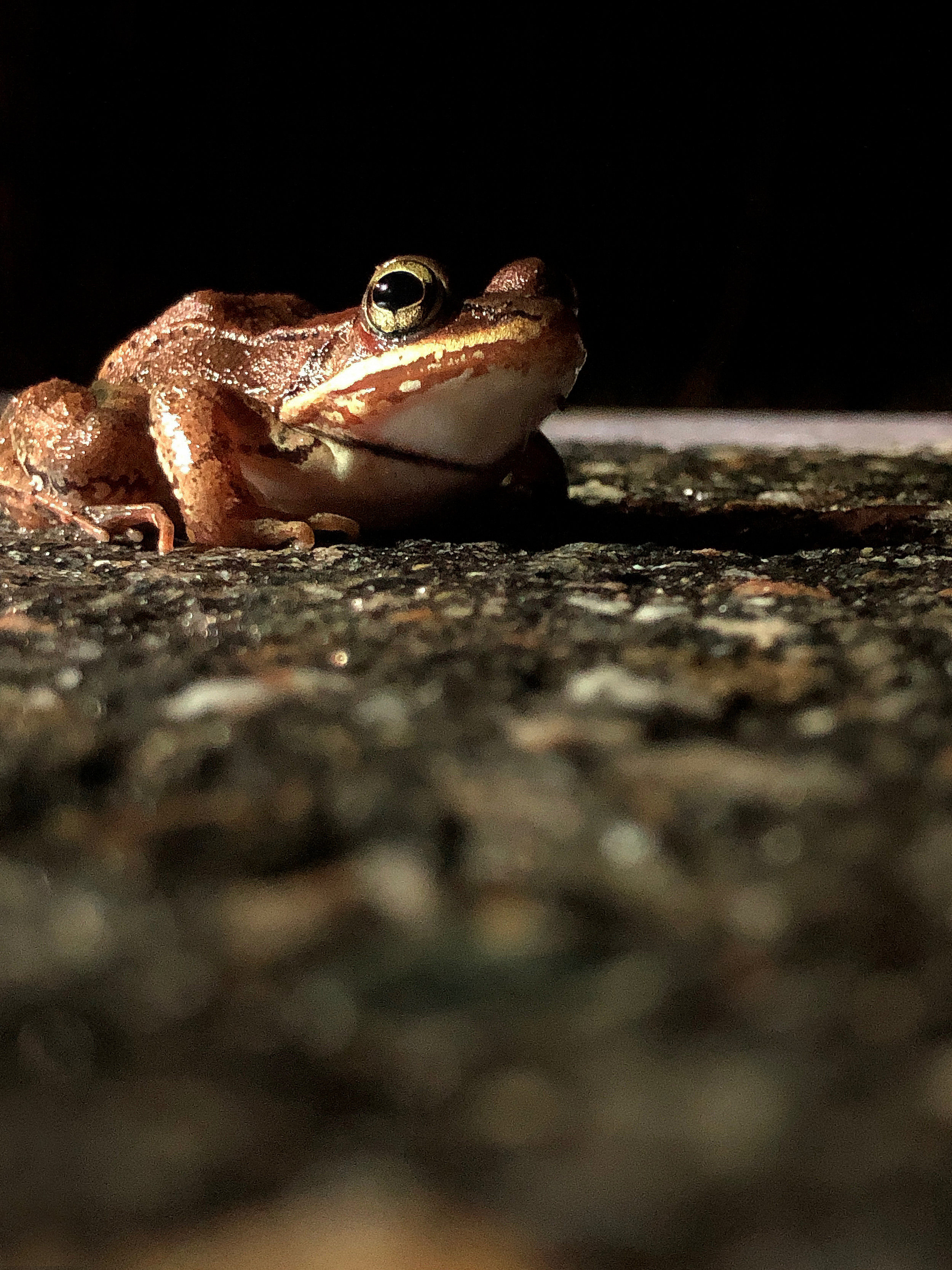  Wood frogs have evolved to freeze solid over the winter. They thaw out in early spring and migrate to local vernal pools and wetlands to breed and deposit eggs. (Anna Miller/Animalia Podcast) 