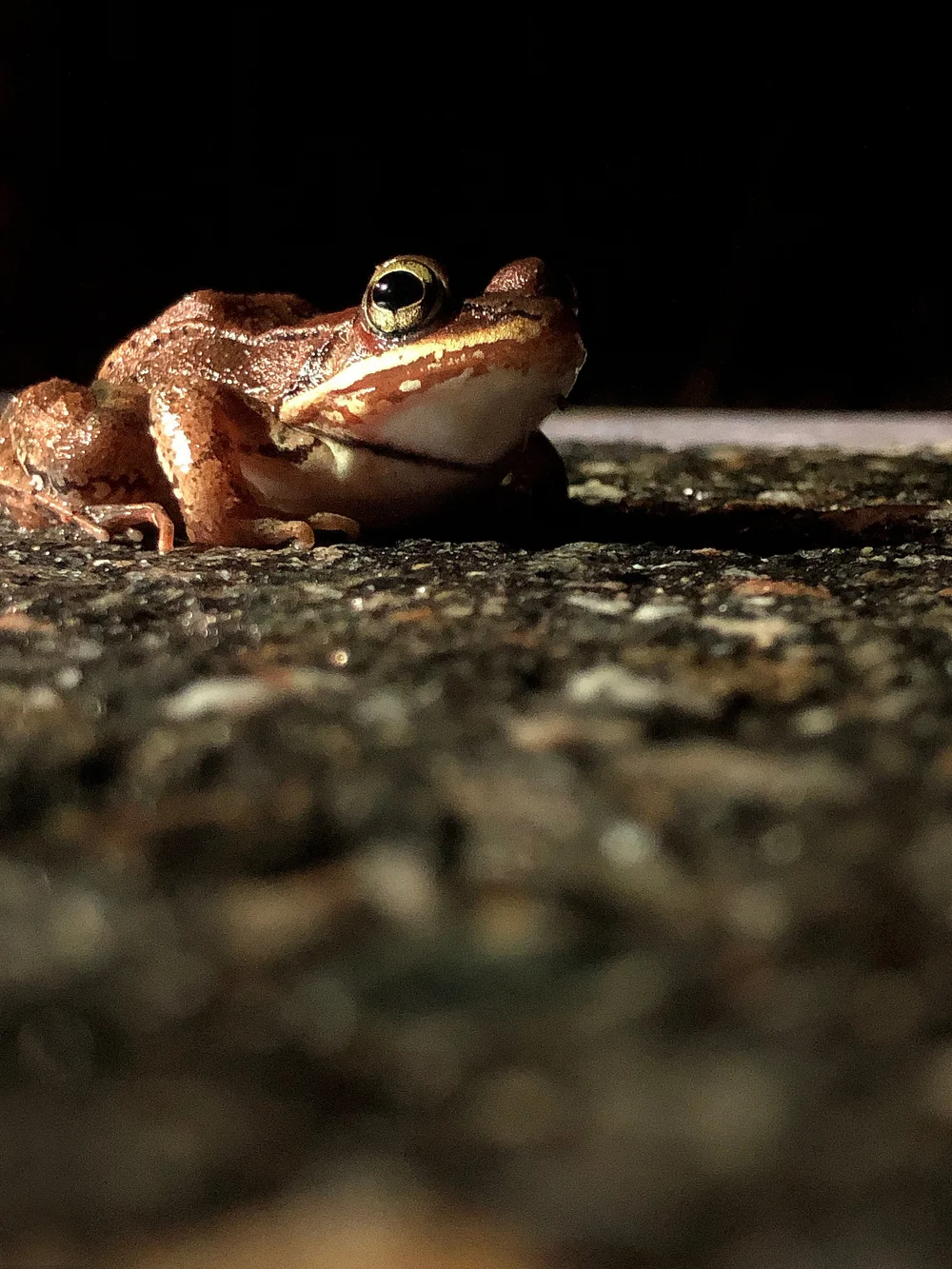 Wood frogs have evolved to freeze solid over the winter. They thaw out in early spring and migrate to local vernal pools and wetlands to breed and deposit eggs. (Anna Miller/Animalia Podcast)