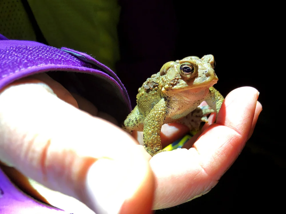An American toad gets a lift from a Salamander Crossing Brigade volunteer. The small toad puffs himself up to look big and intimidating, an evolutionary defense mechanism designed to try to convince a predator that that they are too big to eat. (Ann