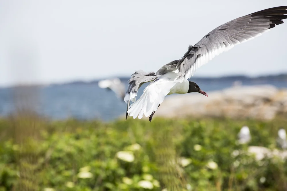 181105_puffin08.JPG