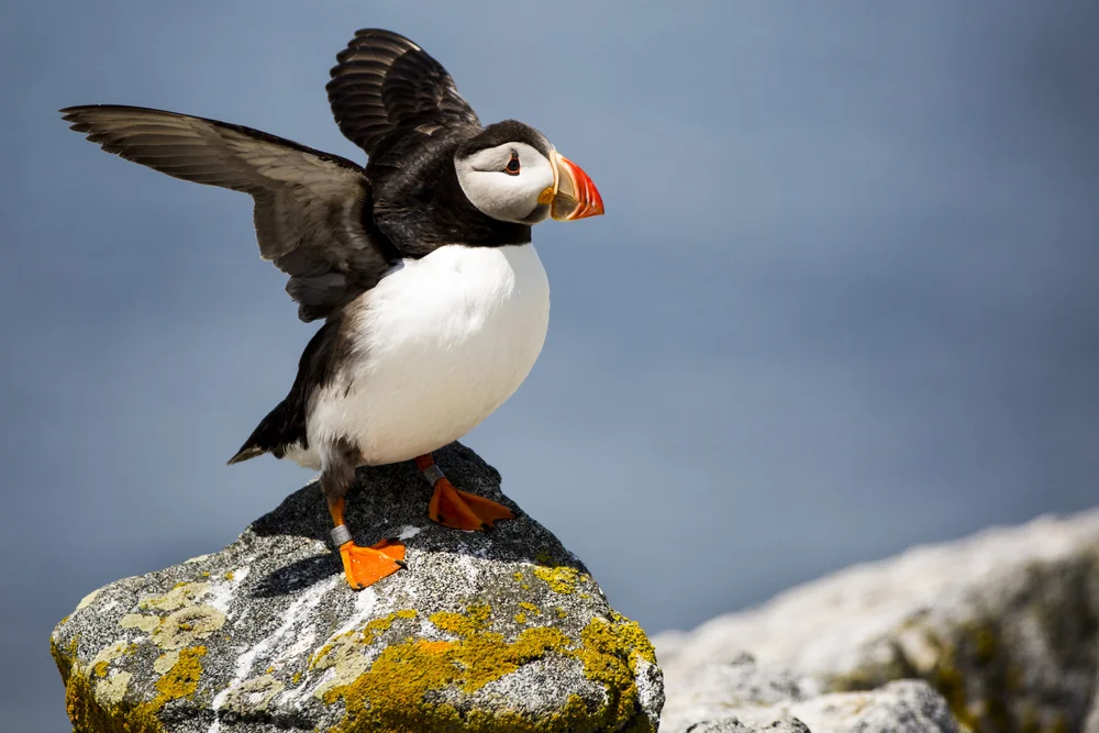 181105_puffin12.JPG