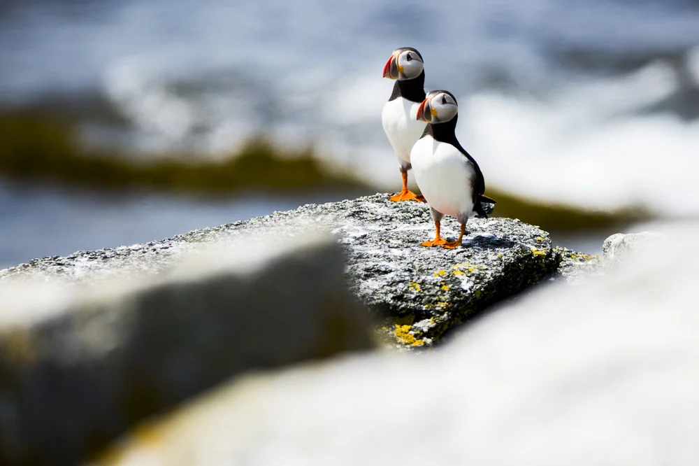 181105_puffin14.JPG