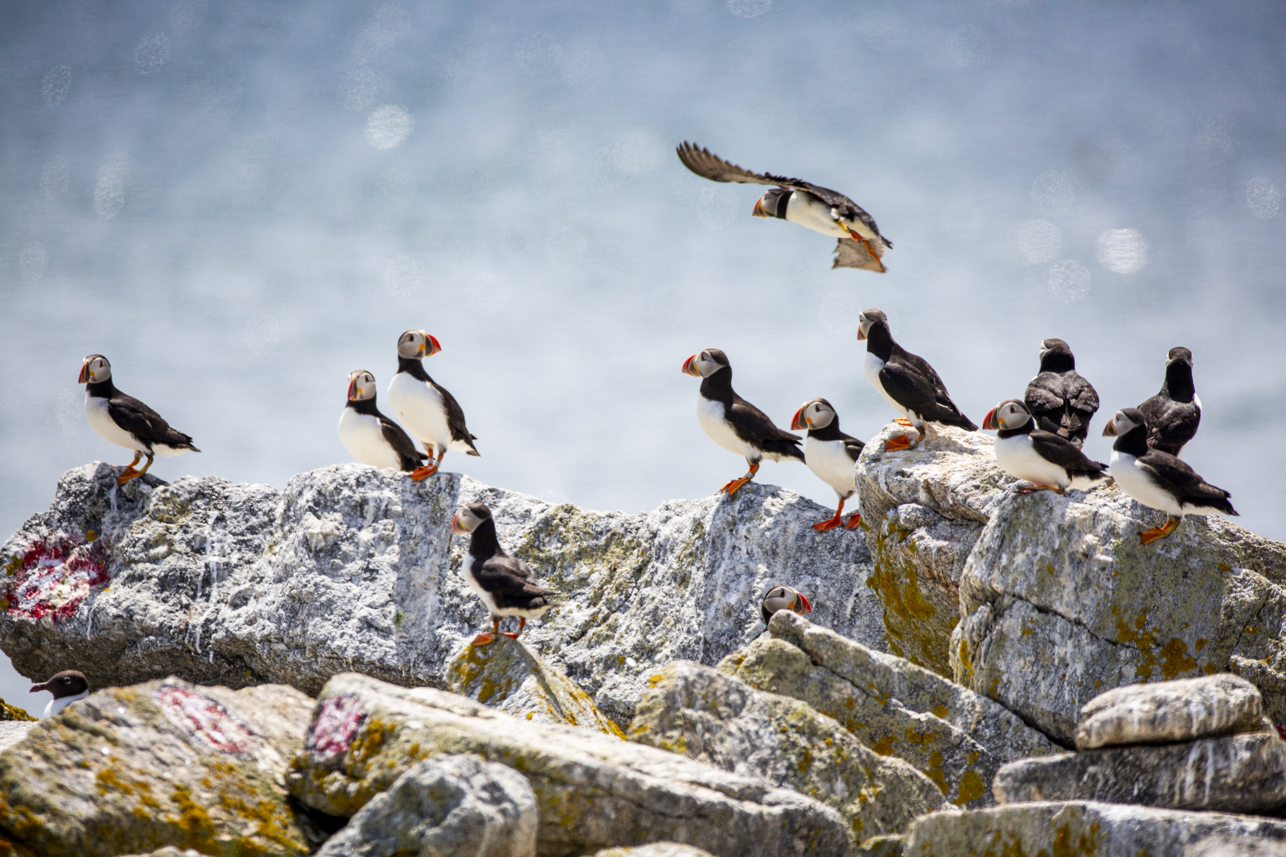 Puffins Are Making a Comeback in Maine, Smart News