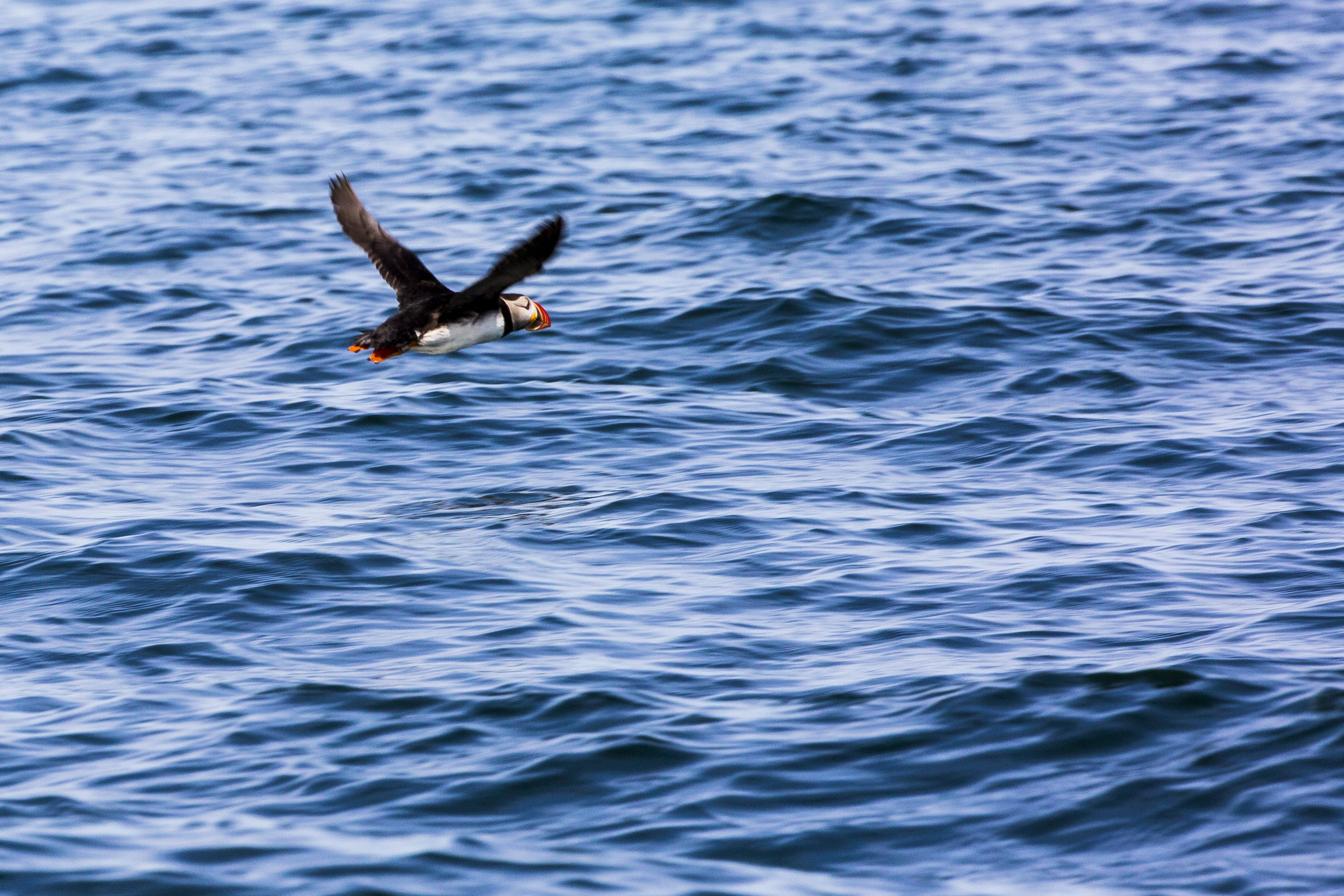 181105_puffin19.JPG