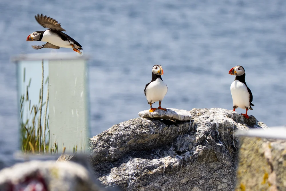 181105_puffin24.JPG