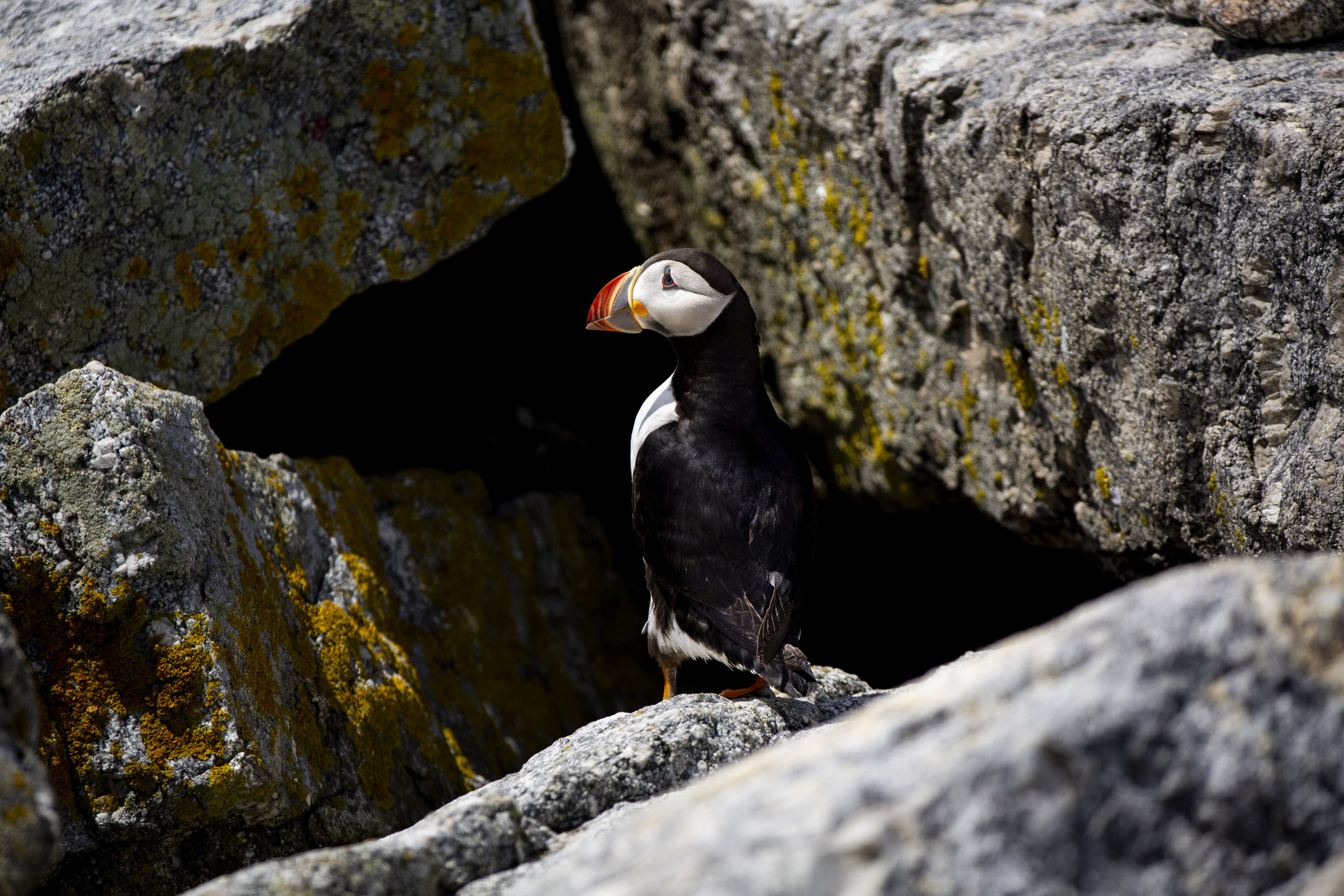 Puffins Are Making a Comeback in Maine, Smart News