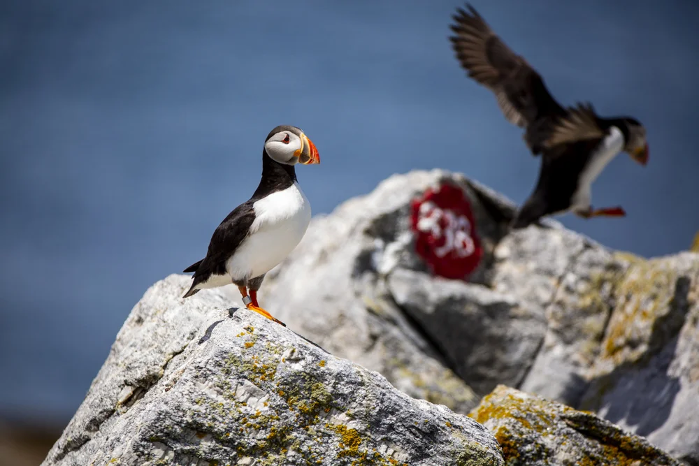 181105_puffin25.JPG