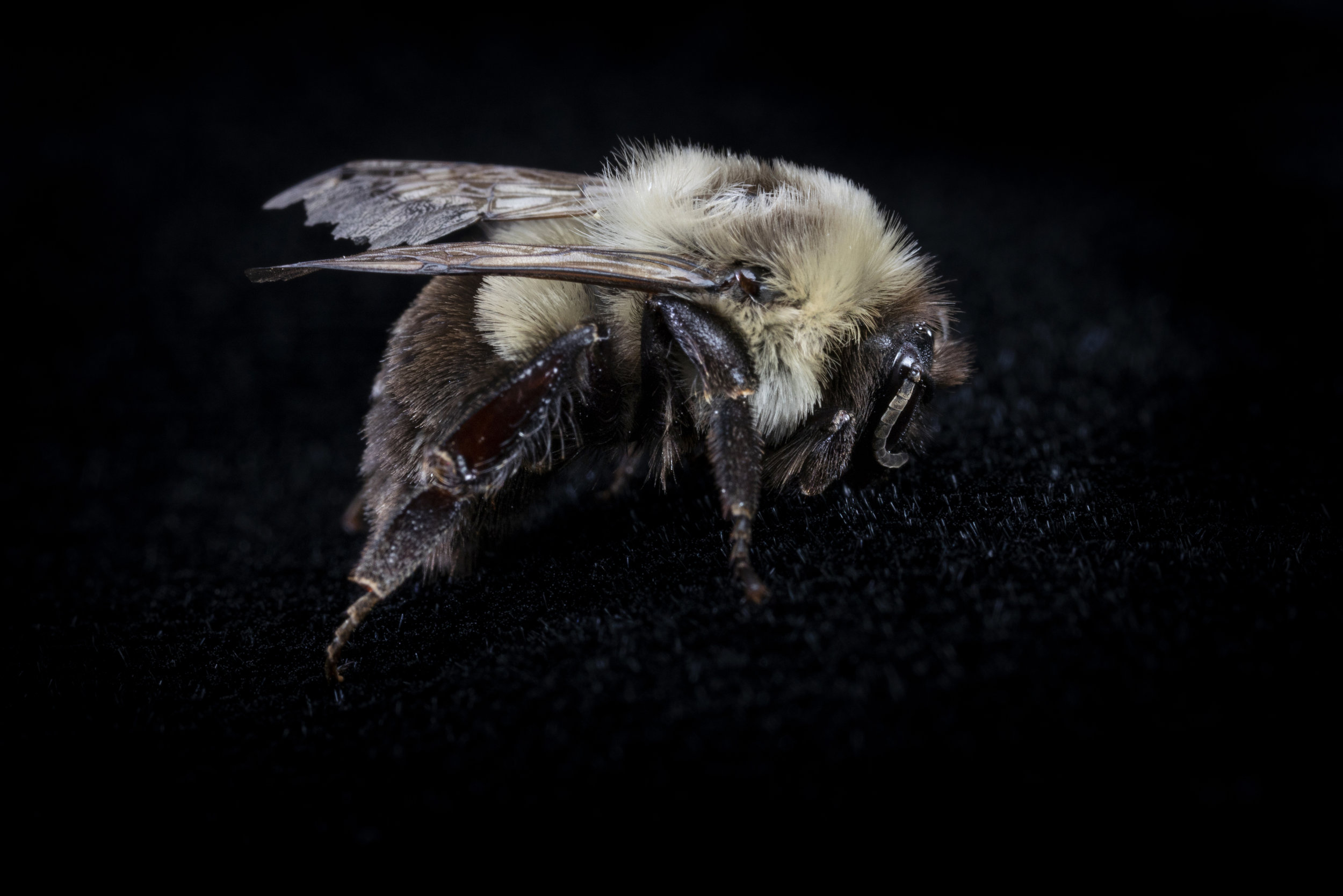 Common Eastern Bumble bee (Bombus impatiens)