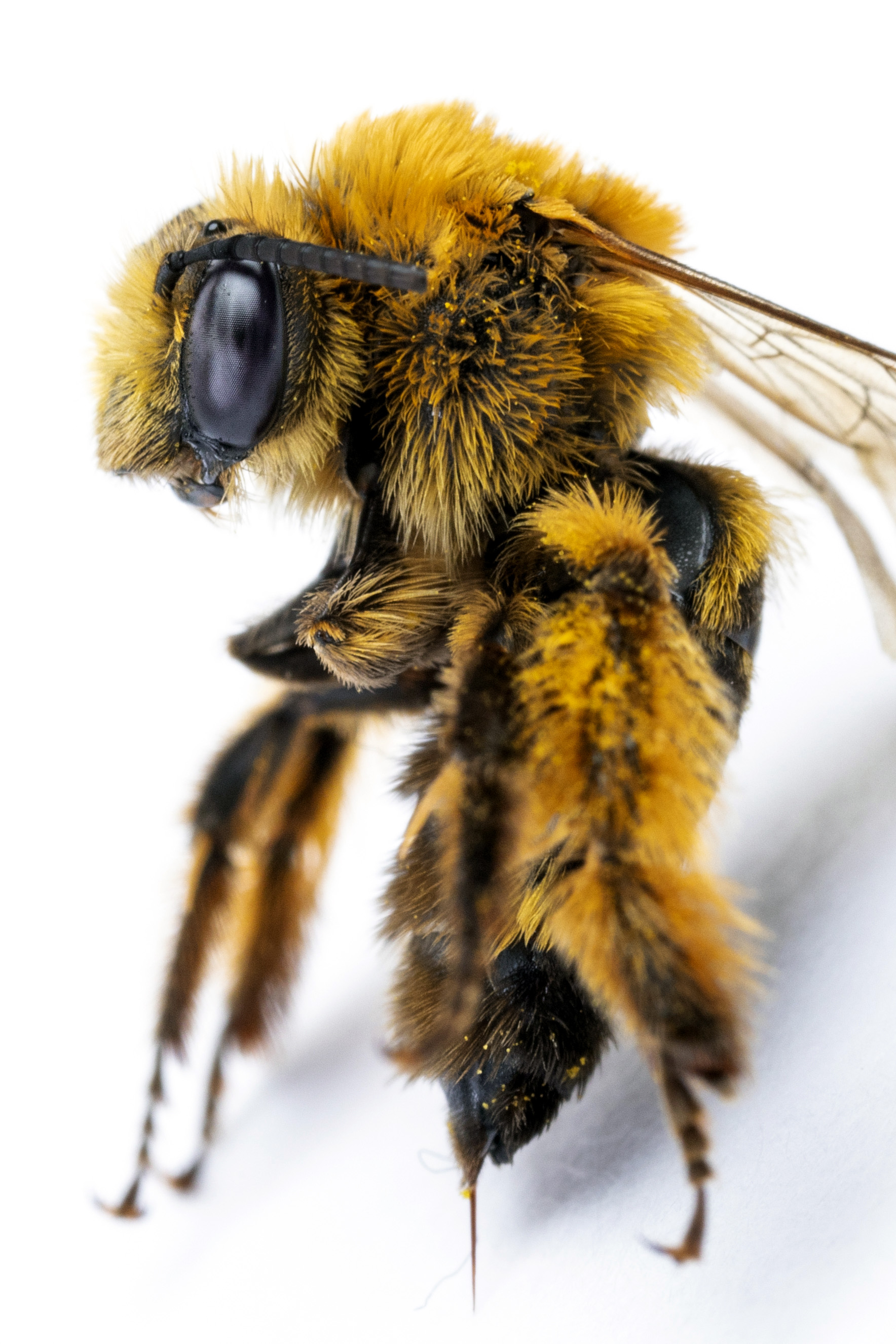 female Long-horned bee (Melissodes sp.).