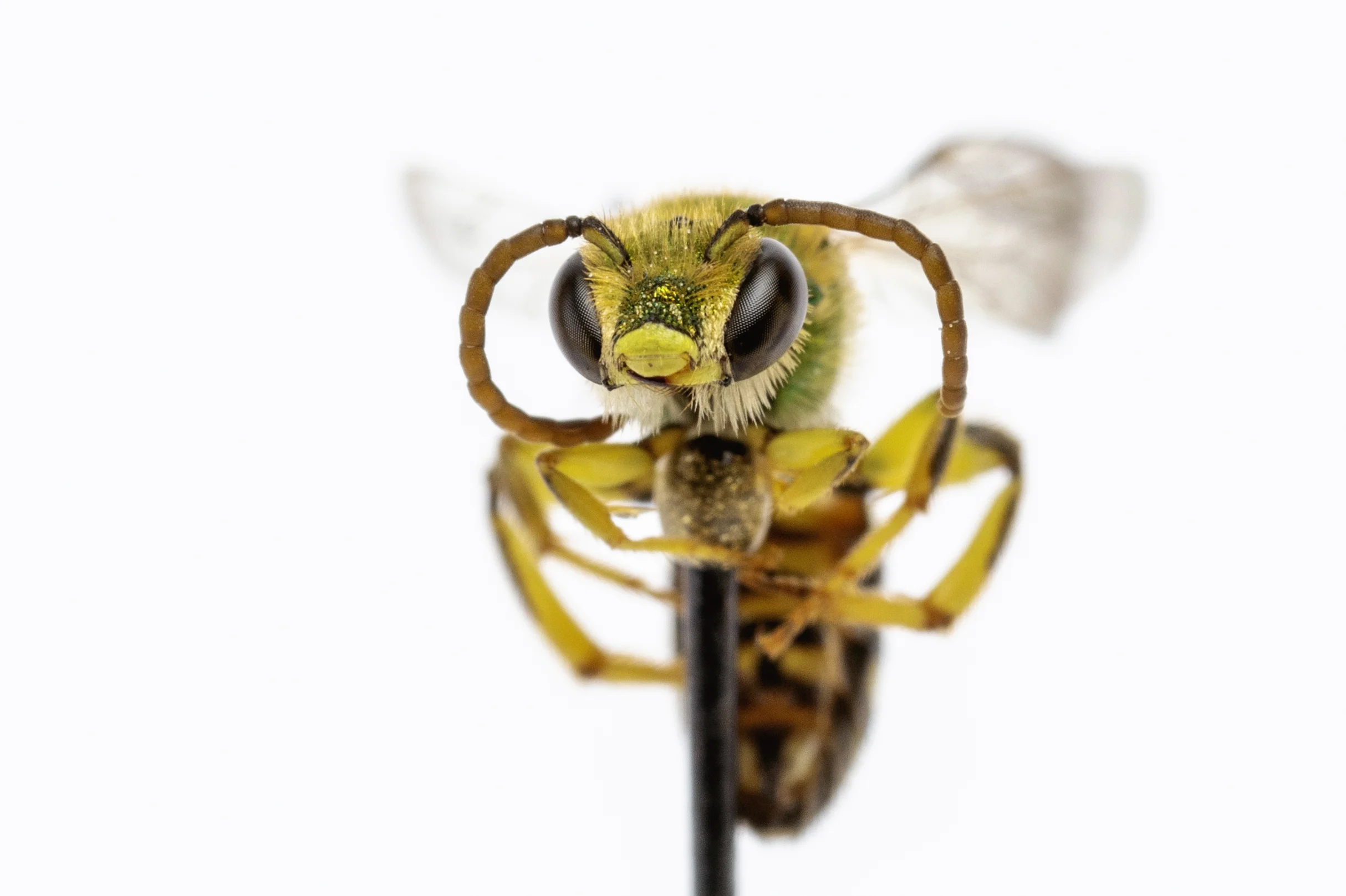 Sweat bee (Agapostemon sp.)