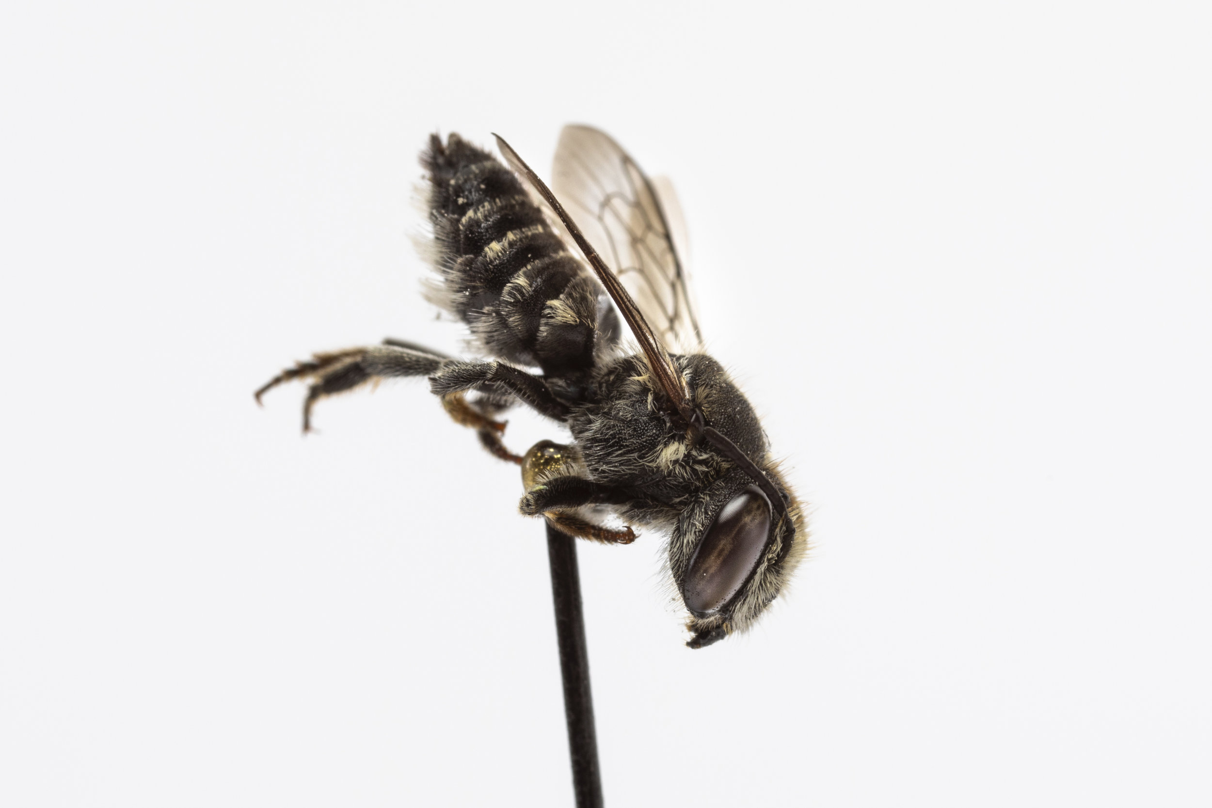 Leaf-cutter bee (Megachile sp.)