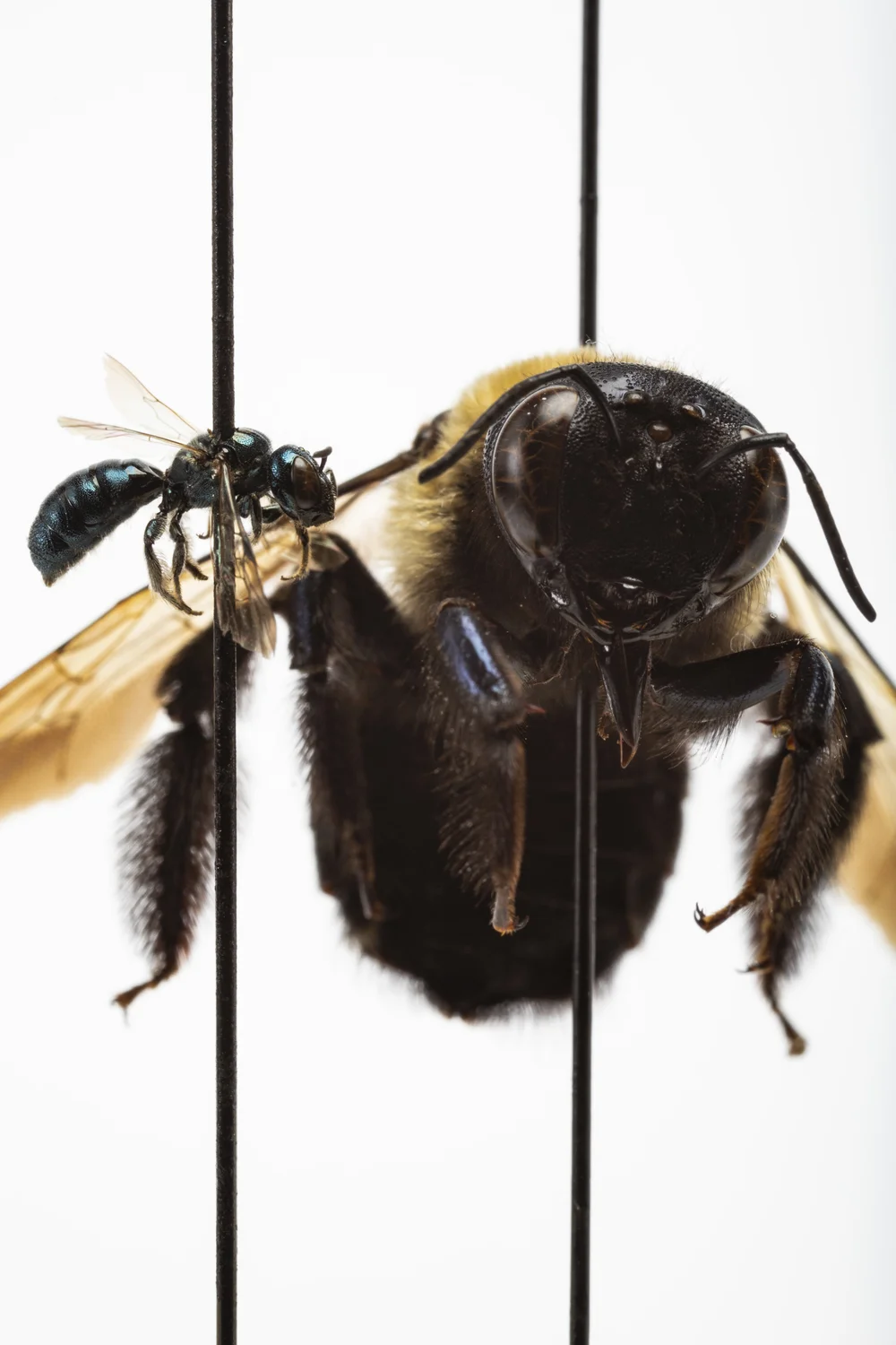 Size variation