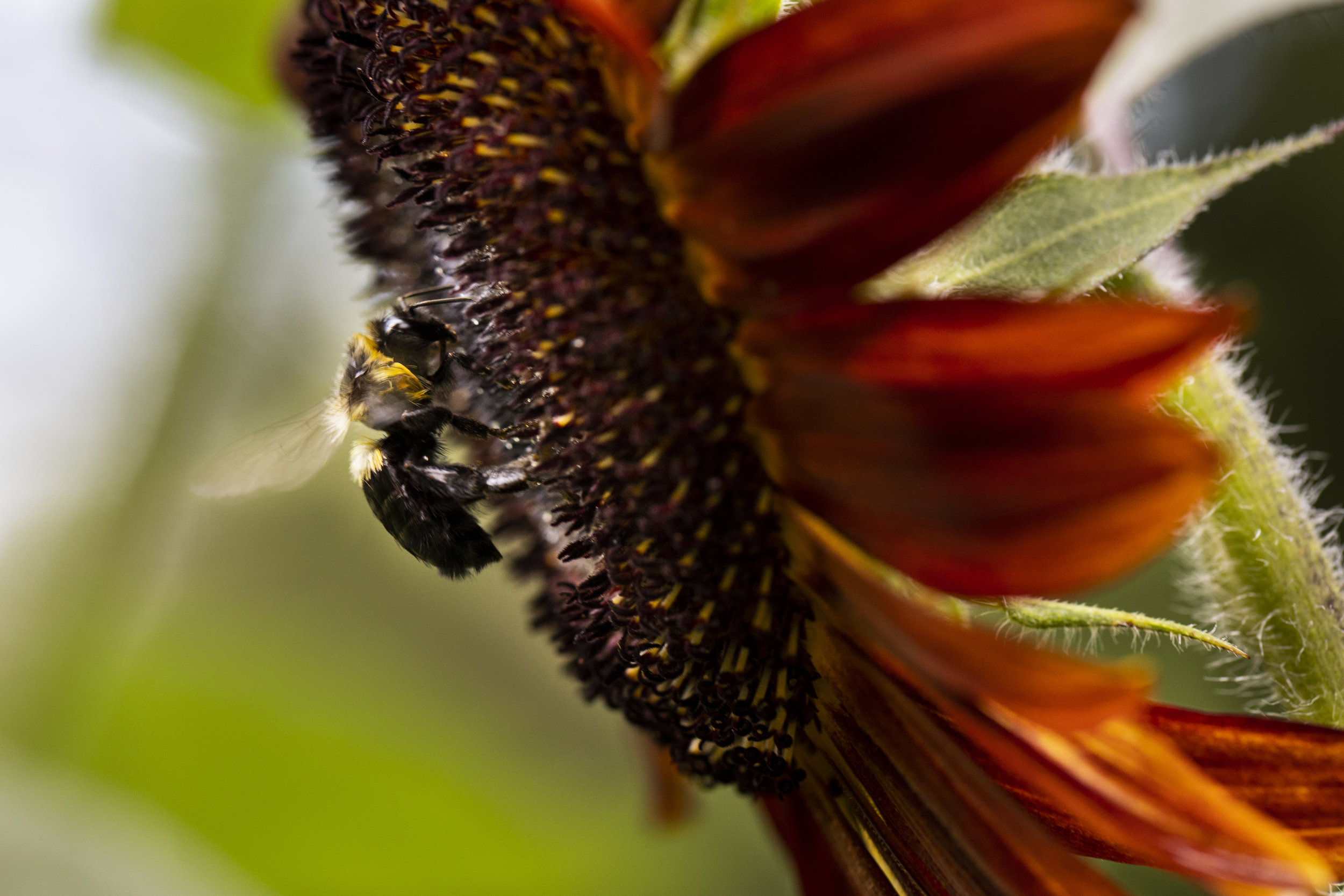 Common Eastern Bumble bee (Bombus impatiens)