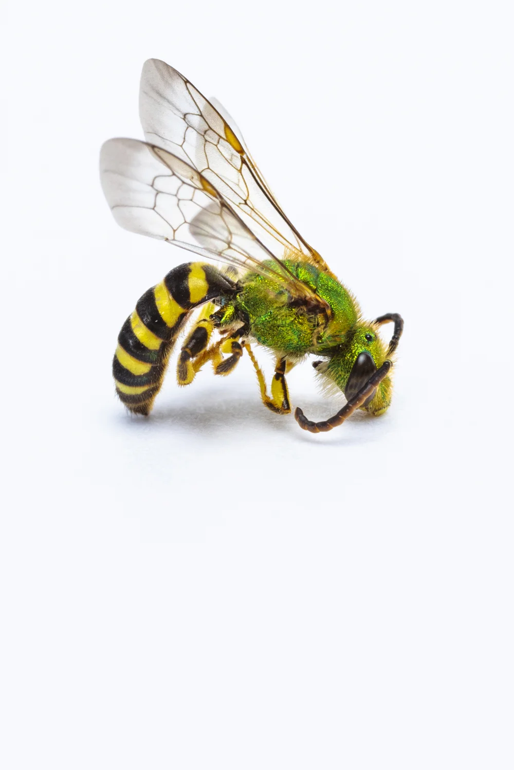 Sweat bee (Agapostemon sp.)