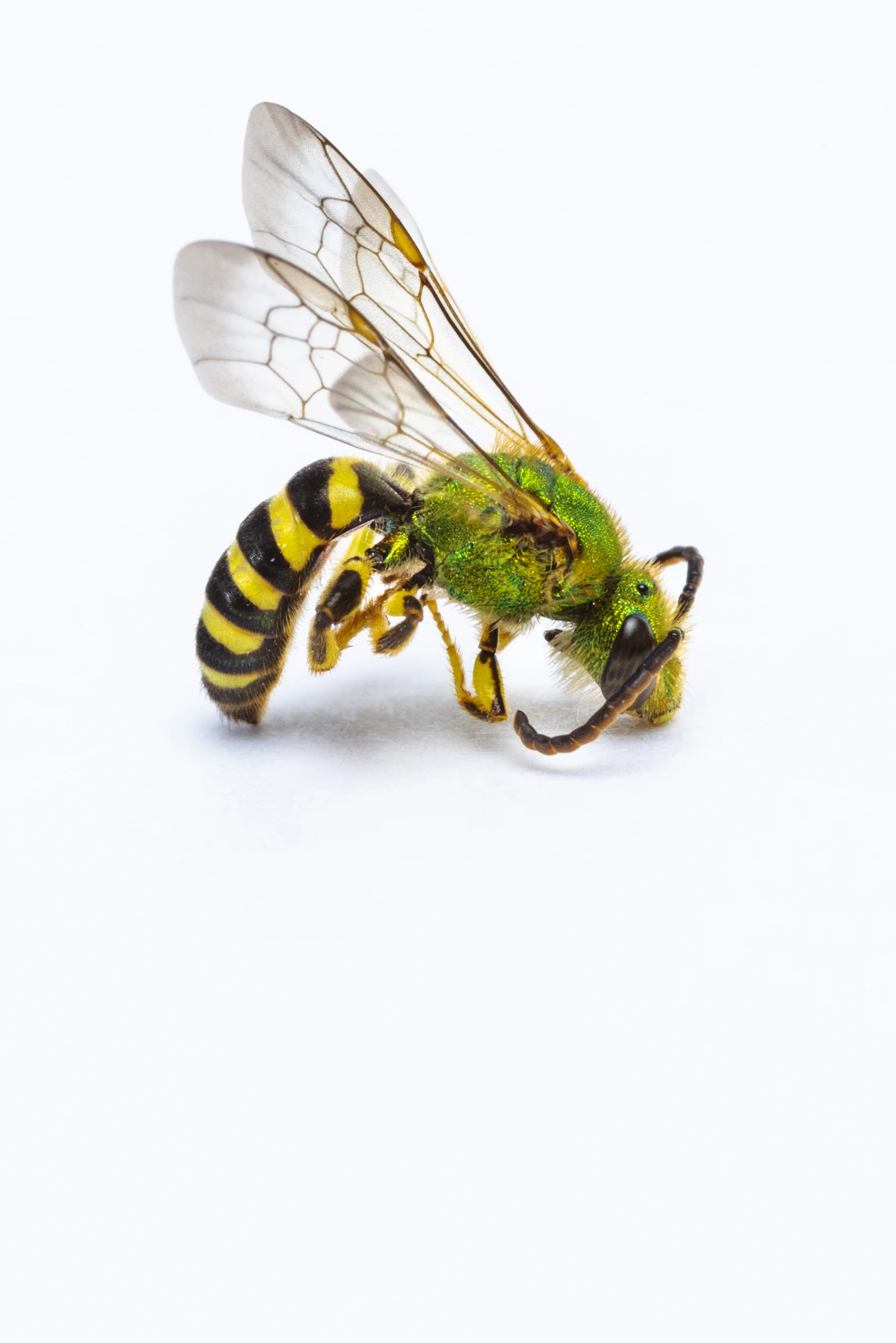 Sweat bee (Agapostemon sp.)