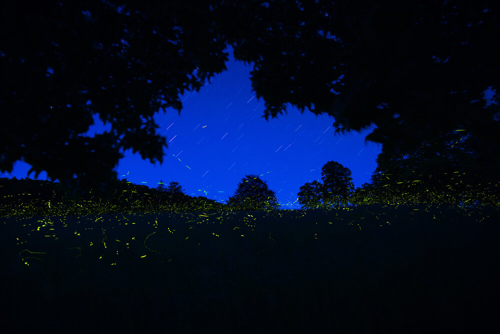 A meadow bursts with light nearly two hours after sunset, with each firefly species emitting its unique flash pattern. Fireflies only fly around and flash to find mates for a brief two-week period, before they mate, lay eggs and then die.&nbsp;